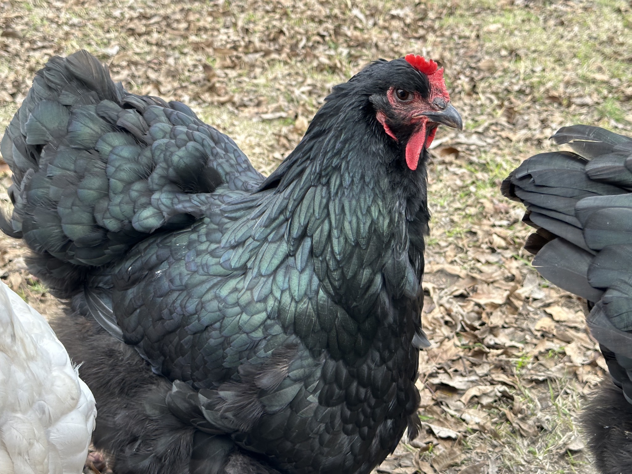 Chickens