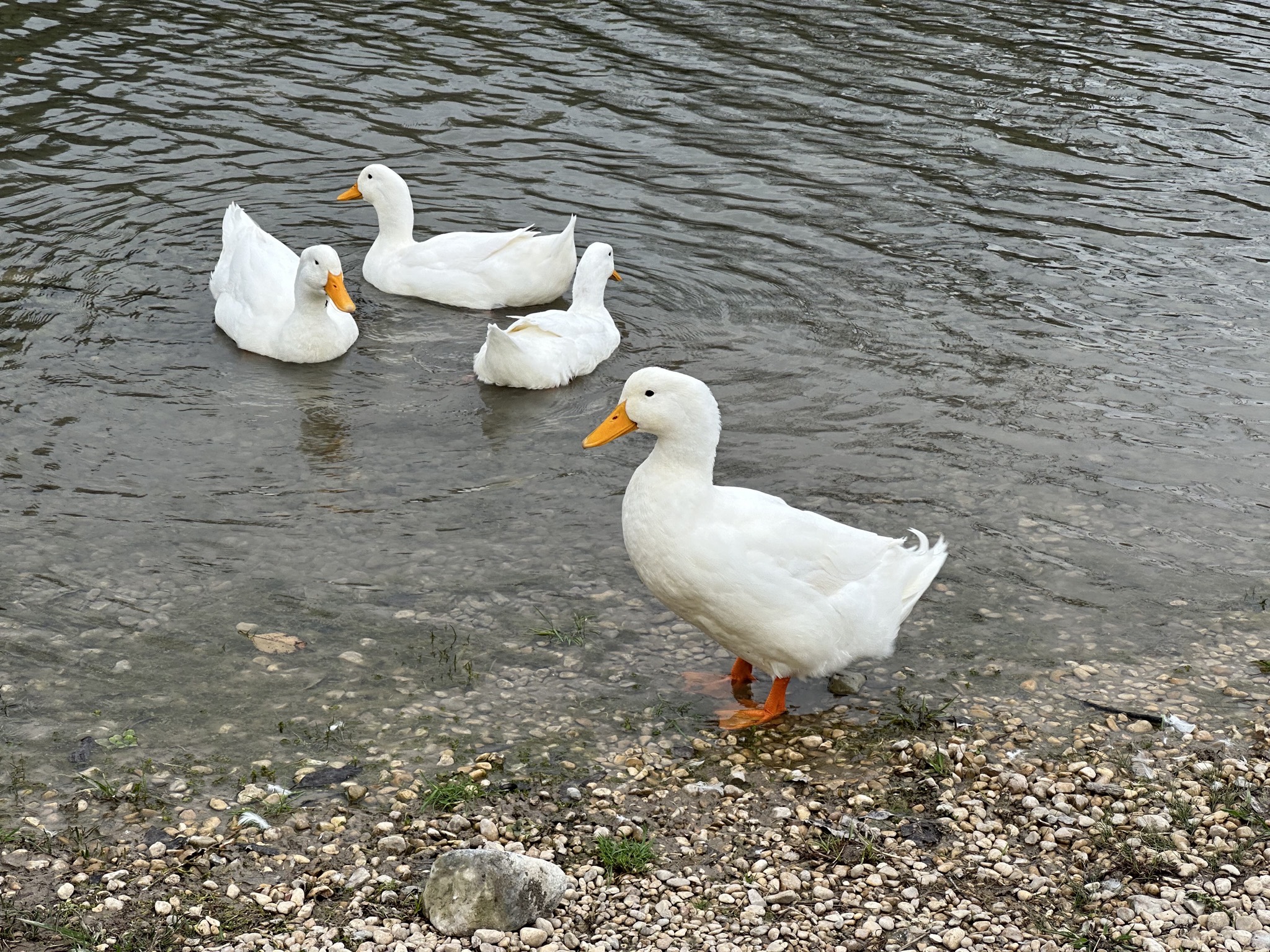 Ducks
