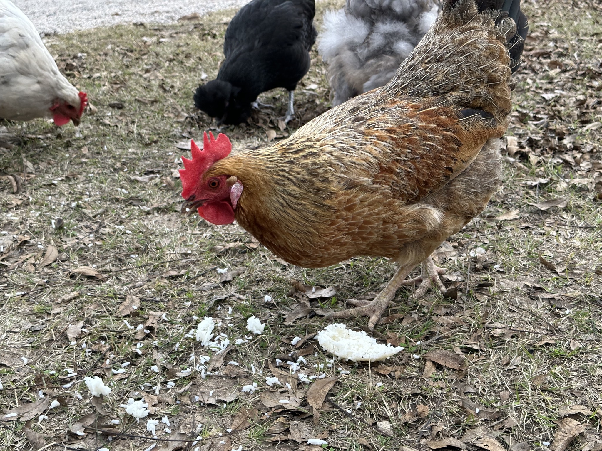 Chickens