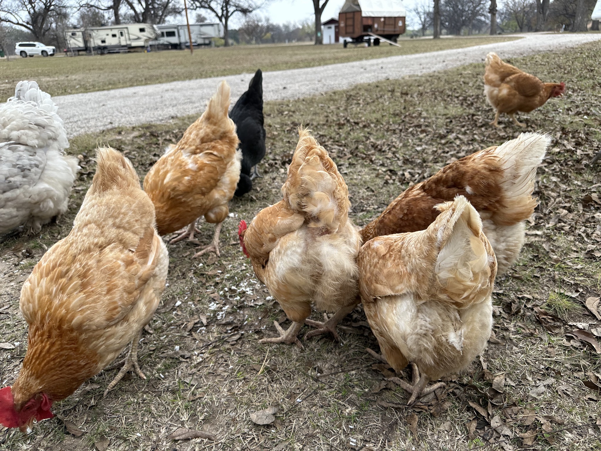 Chickens