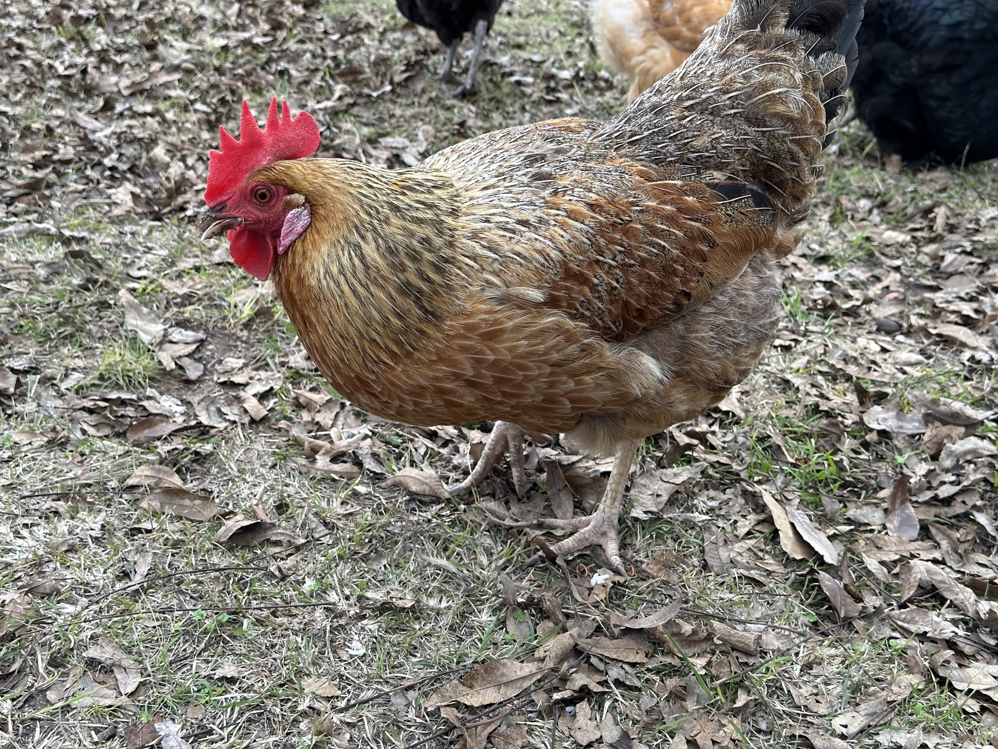 Chickens