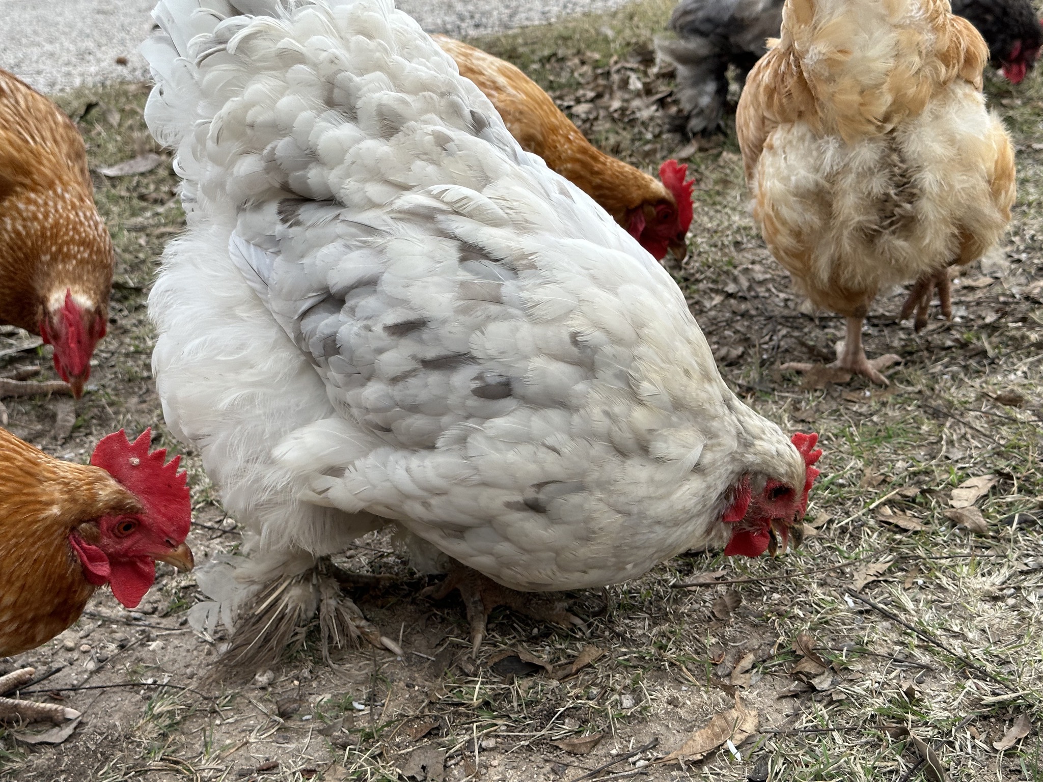 Chickens