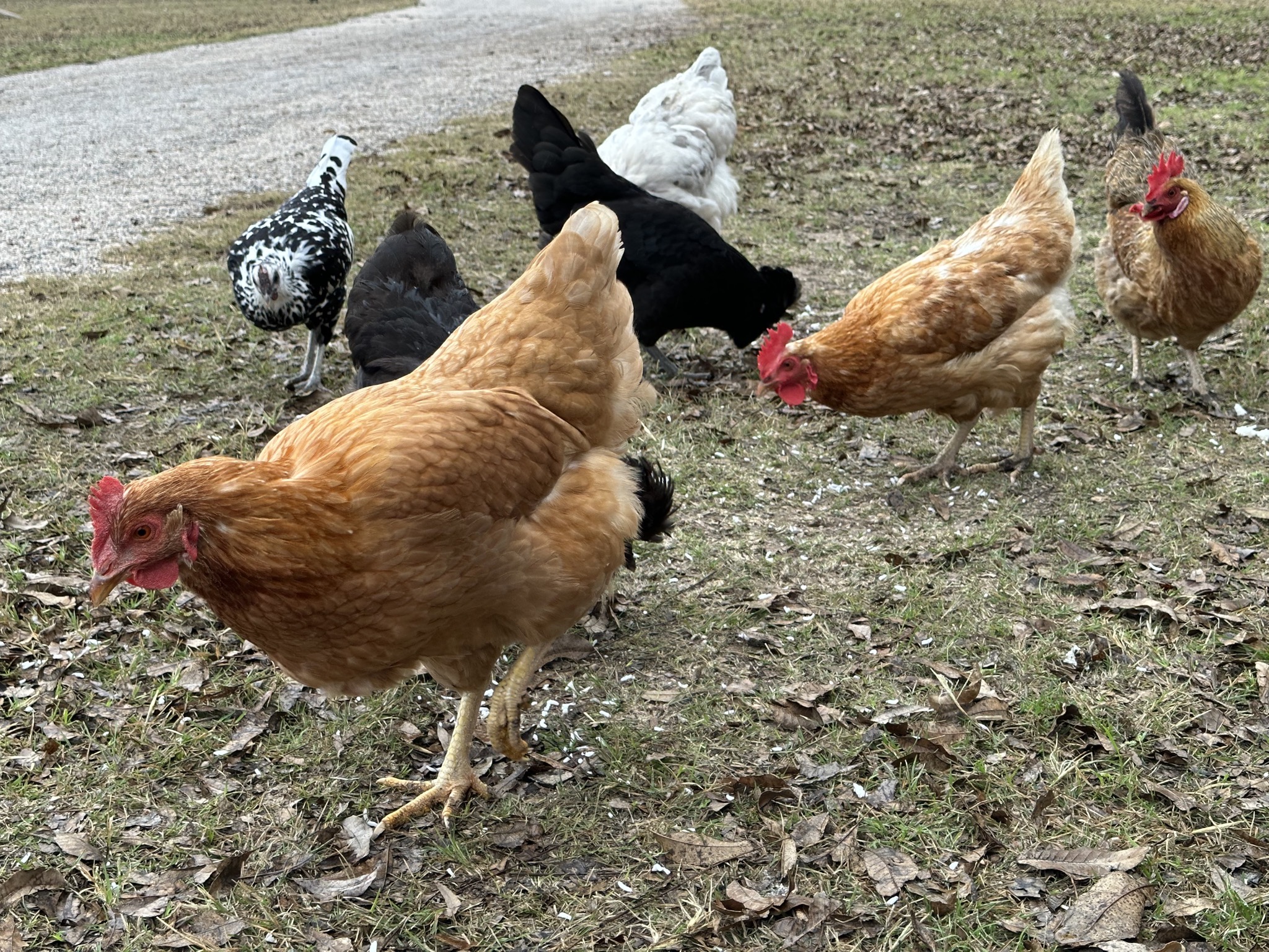 Chickens