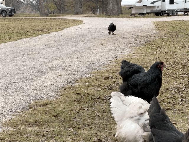 Chickens