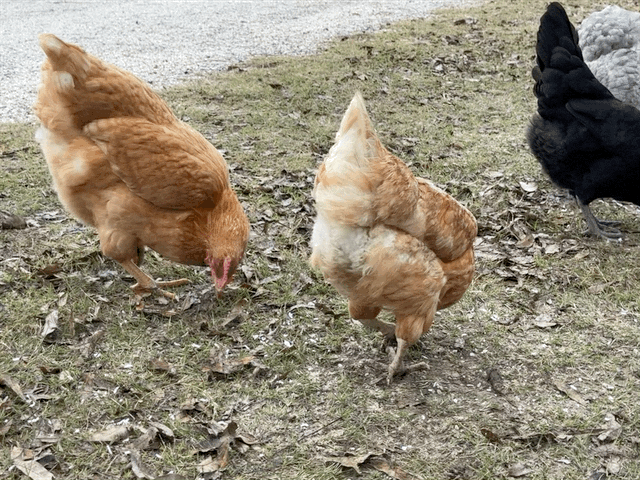 Chickens