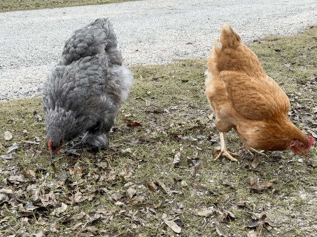 Chickens