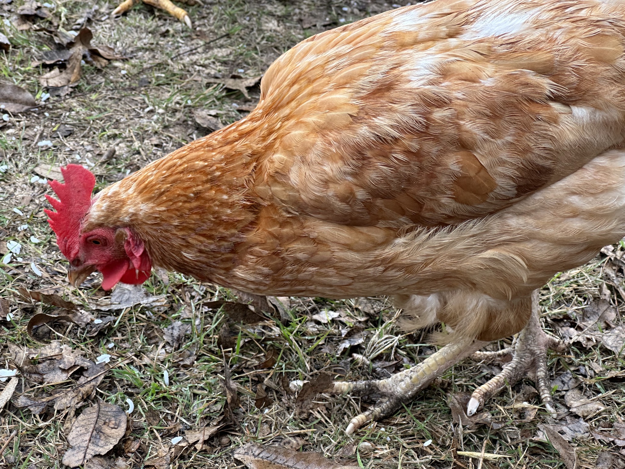 Chickens