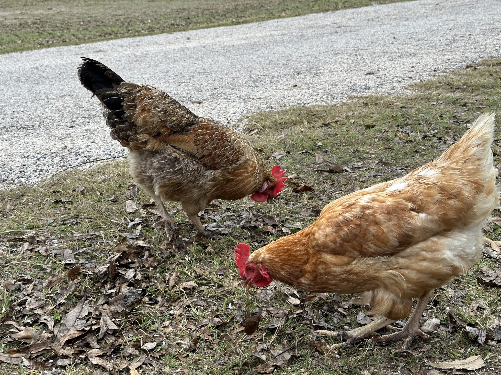 Chickens