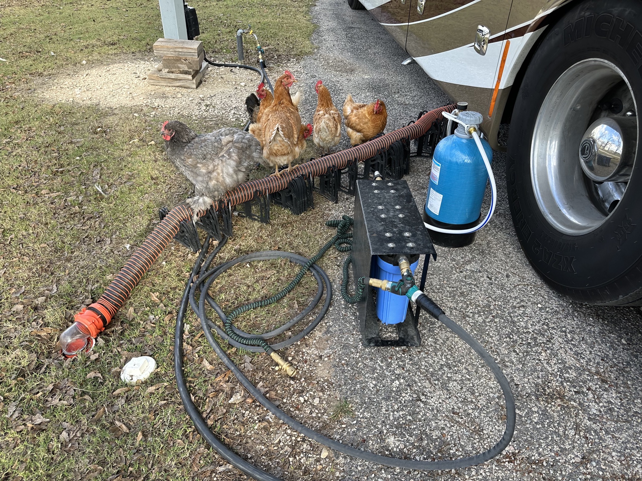 Chickens