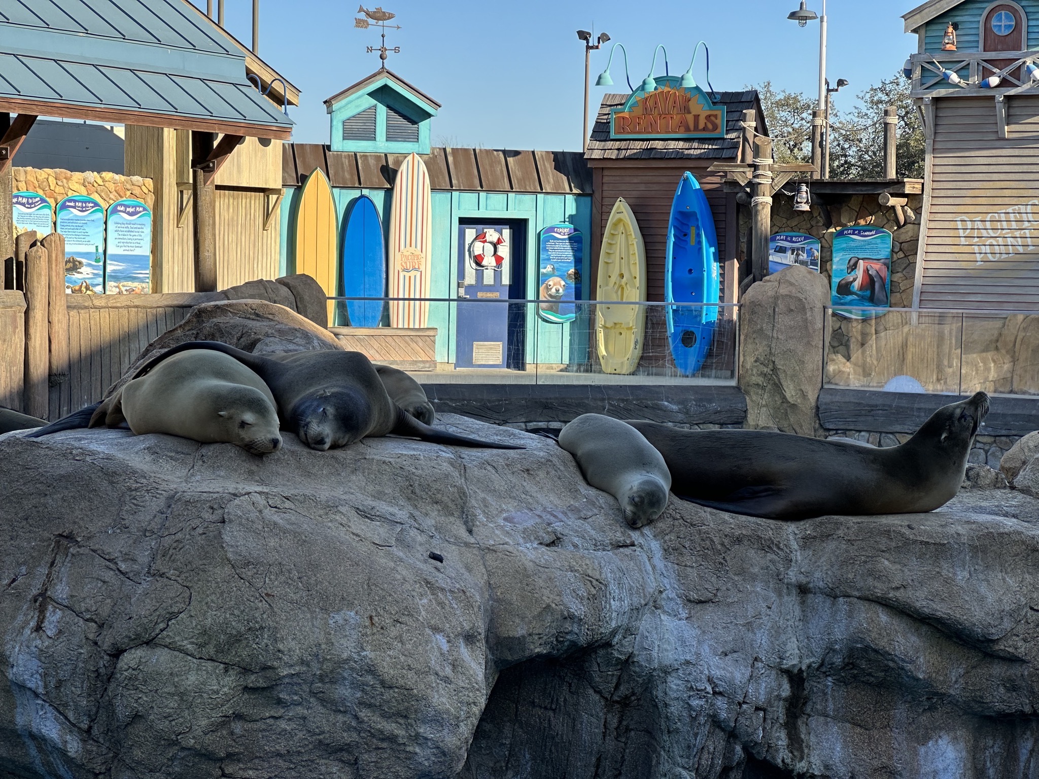Sea lions