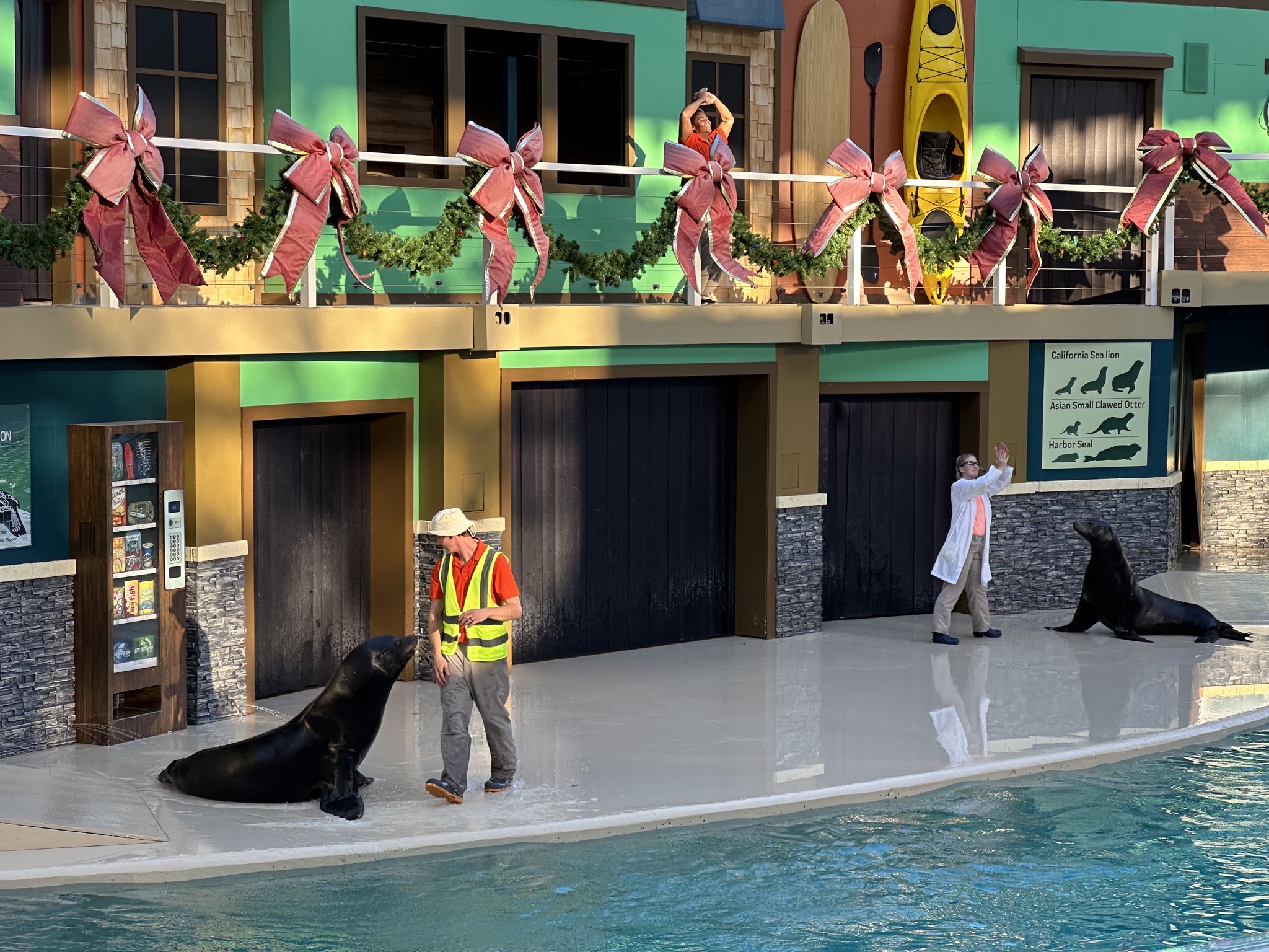 Sea lion show