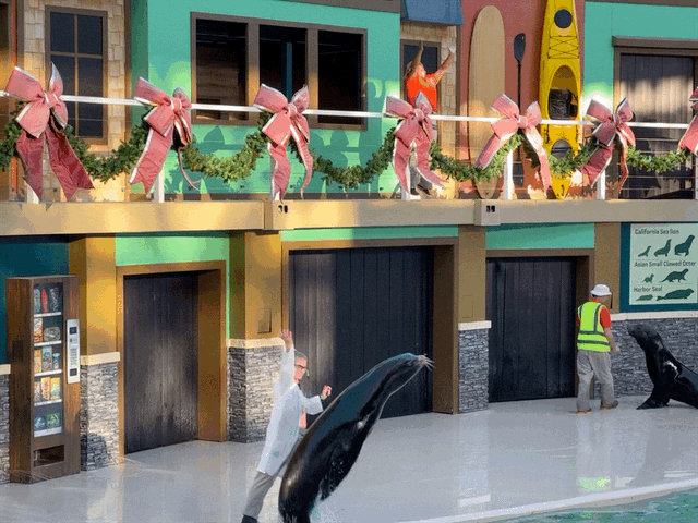 Sea lion show