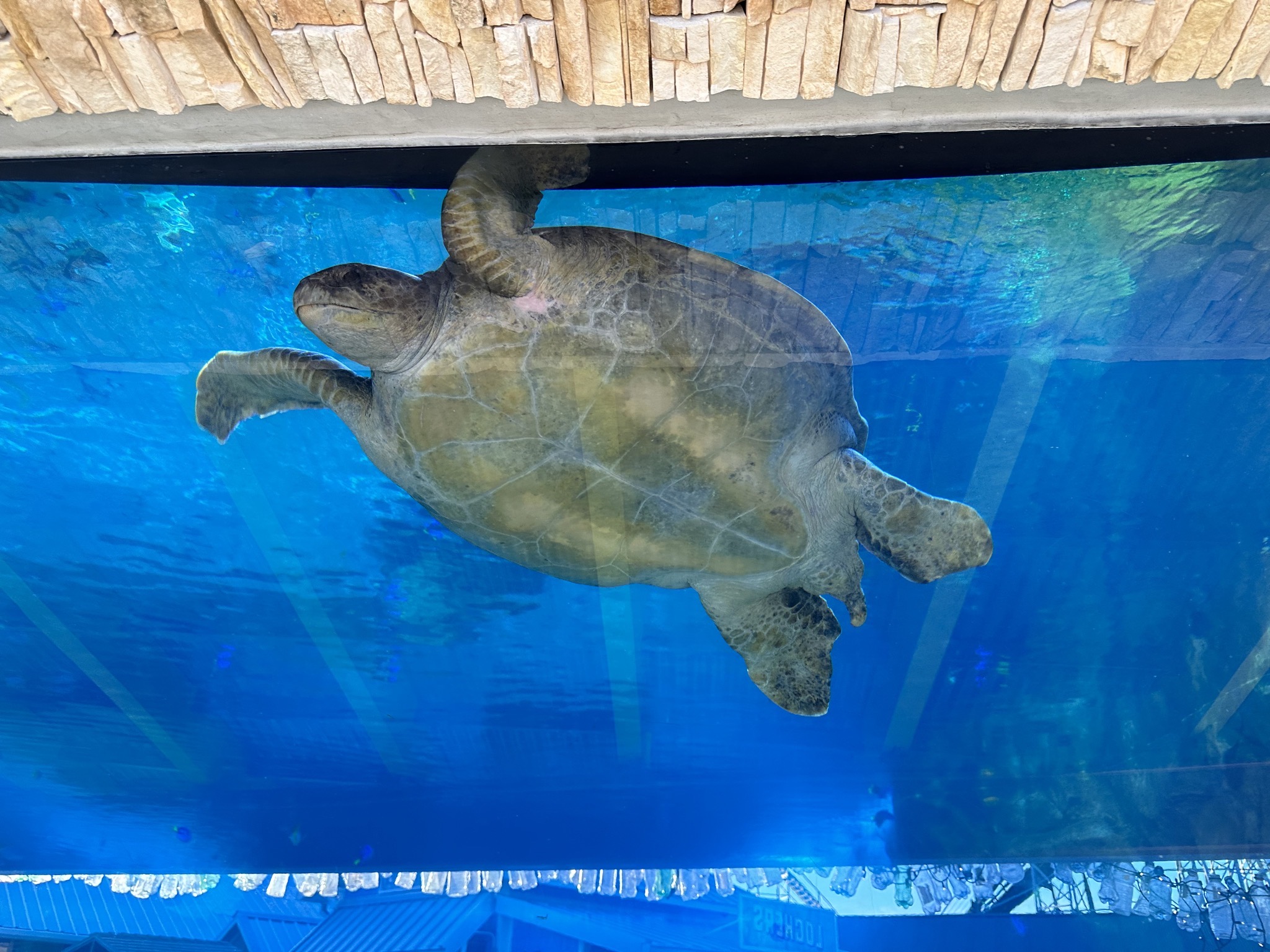 Turtle