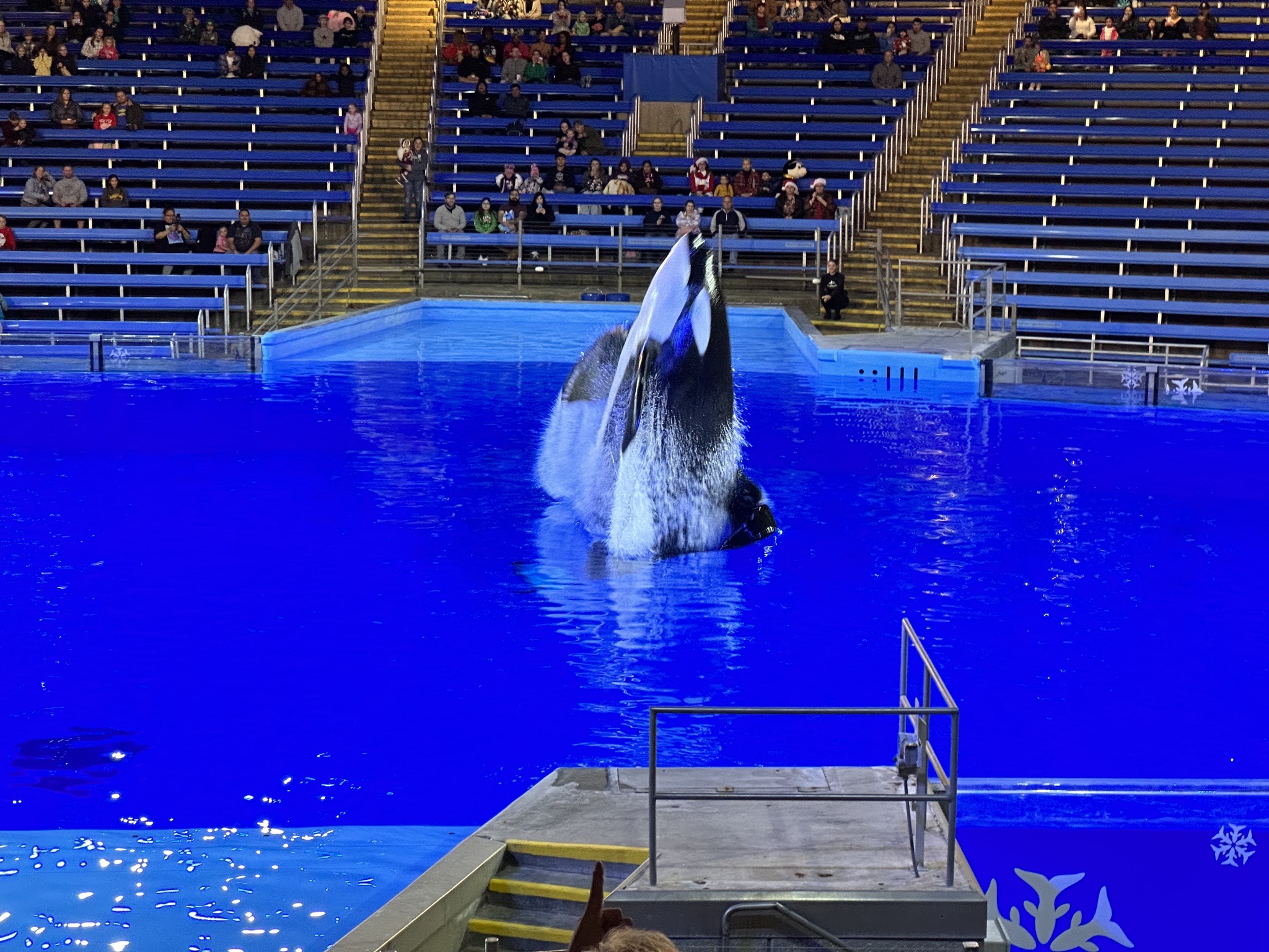 Orca Encounter