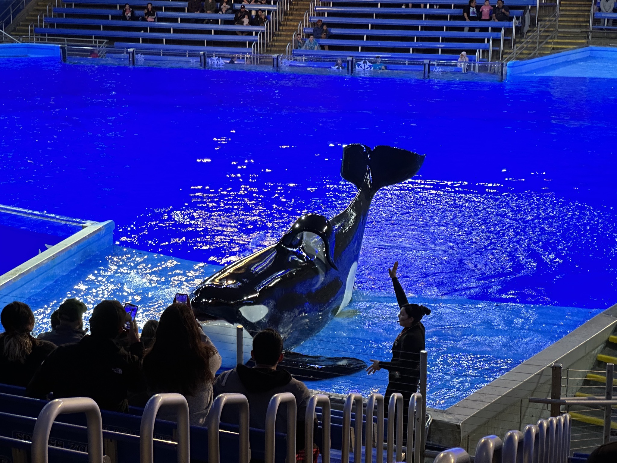 Orca Encounter