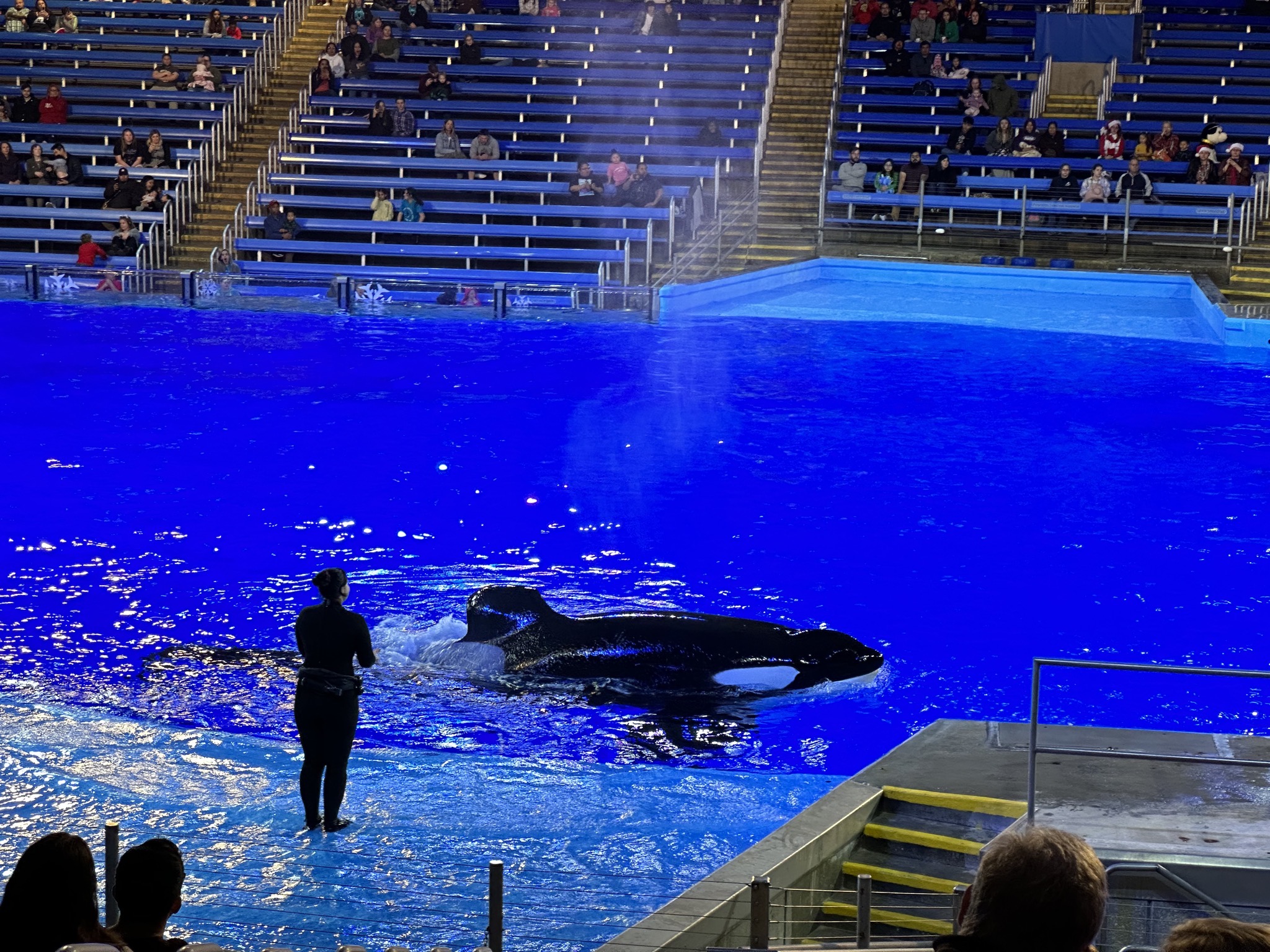 Orca Encounter