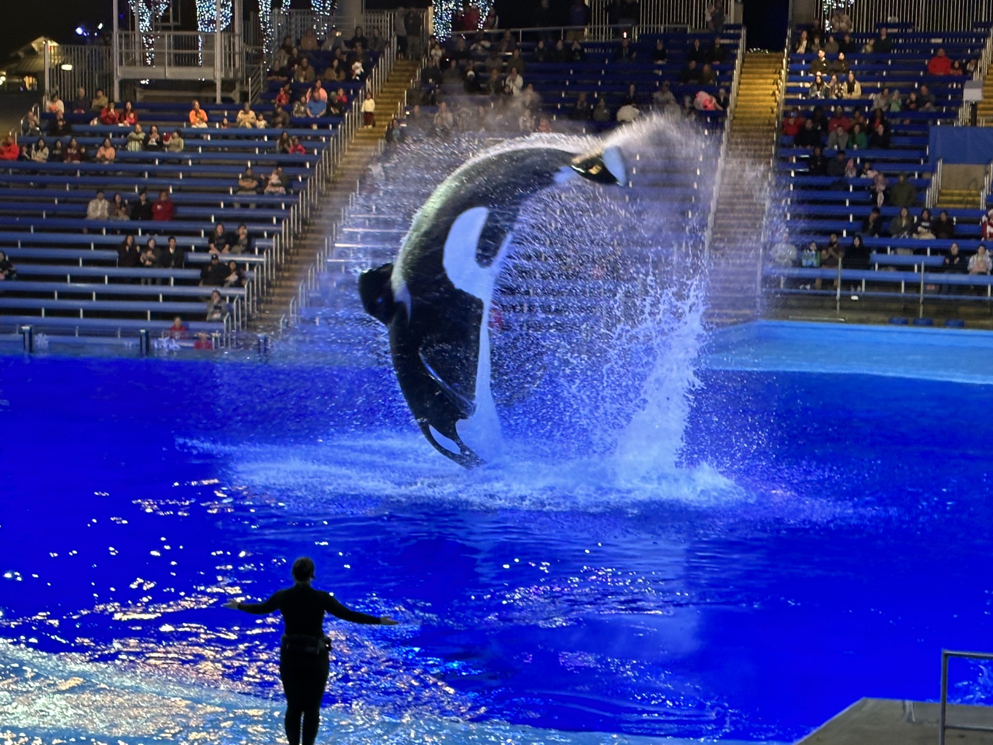 Orca Encounter