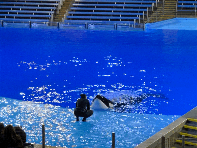 Orca Encounter