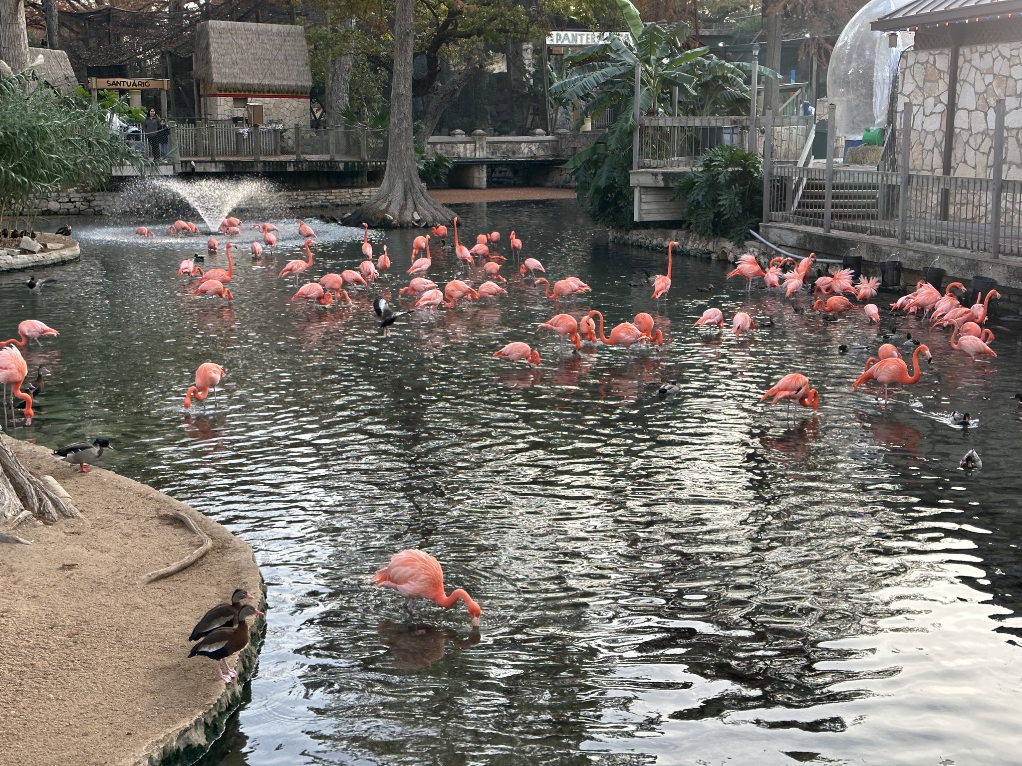 Animals