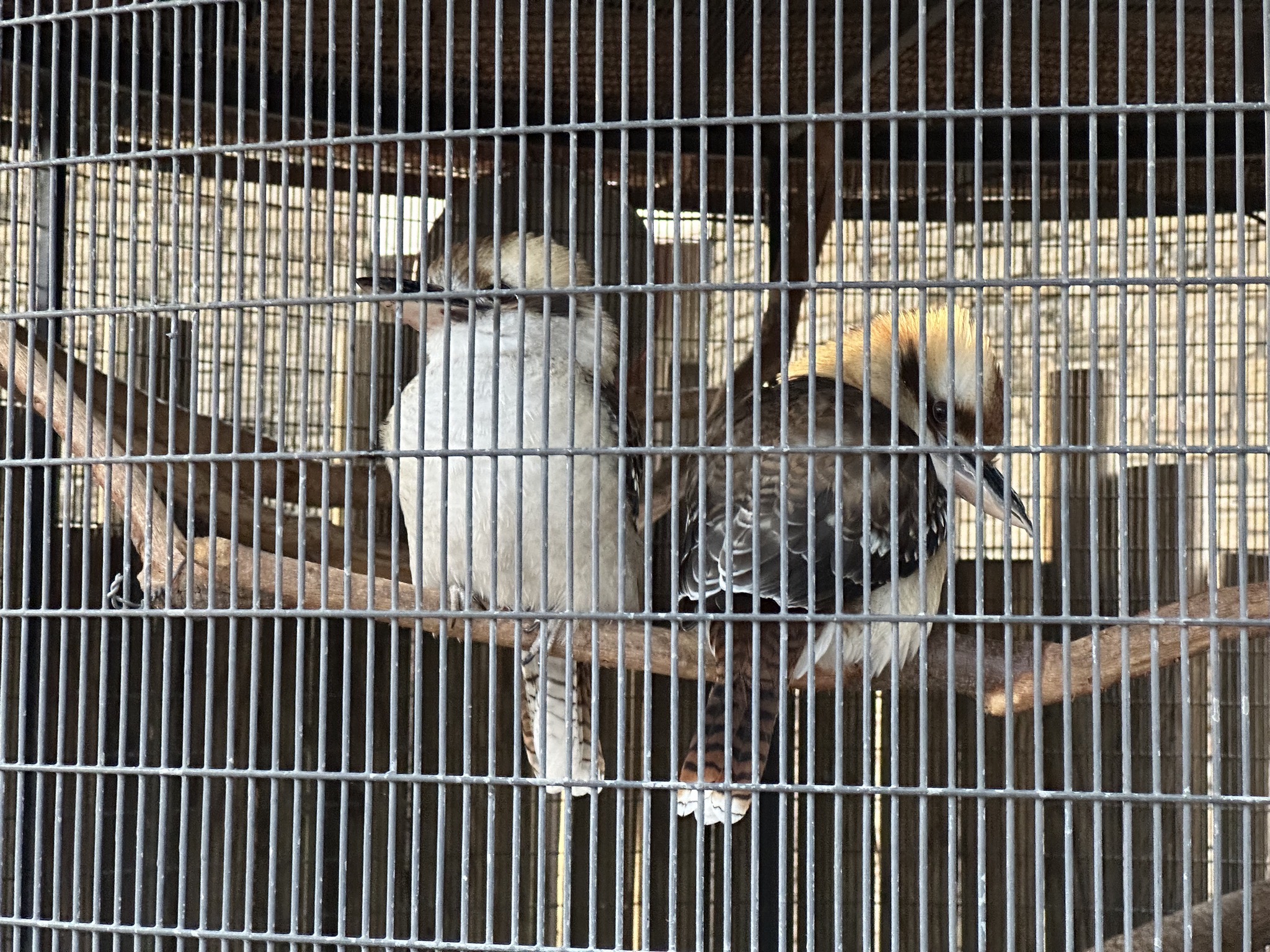 Animals