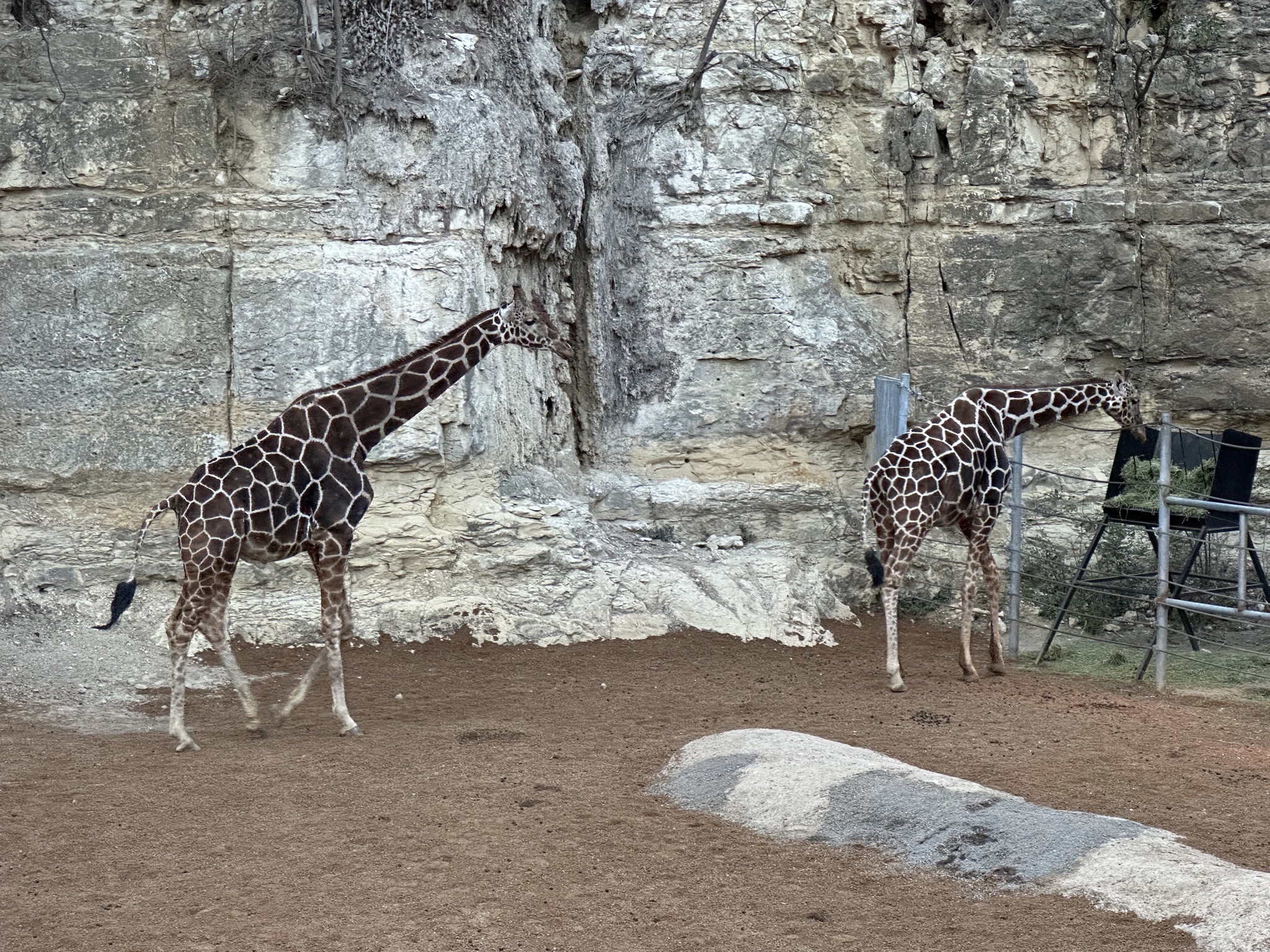 Animals