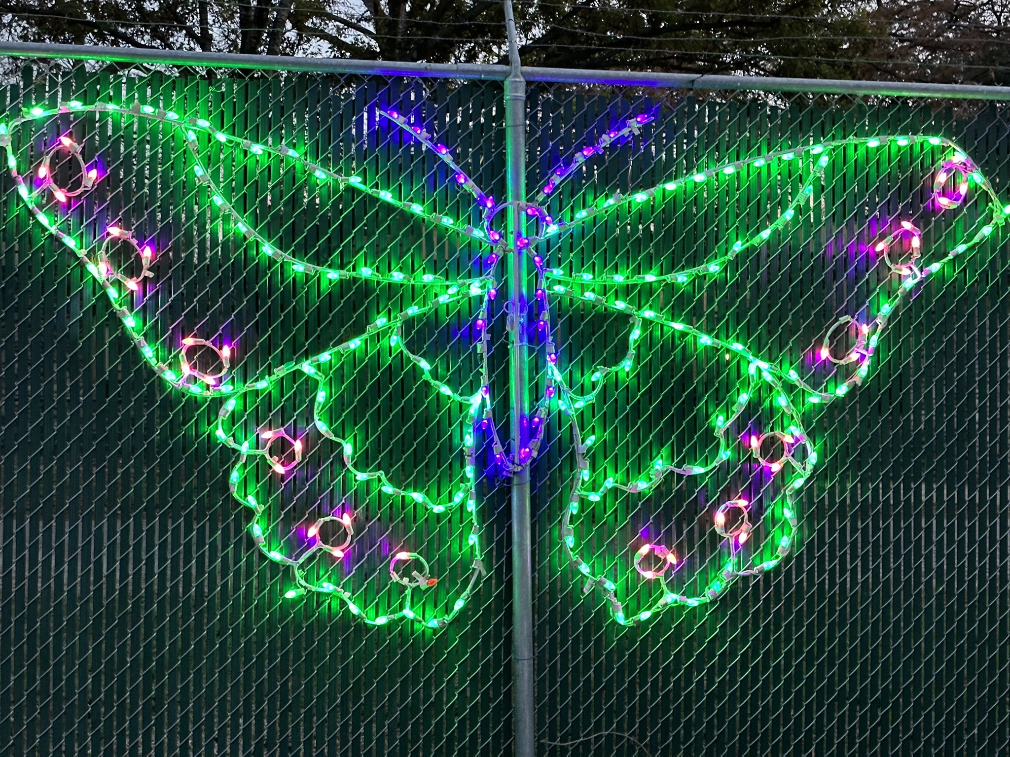 Holiday lights