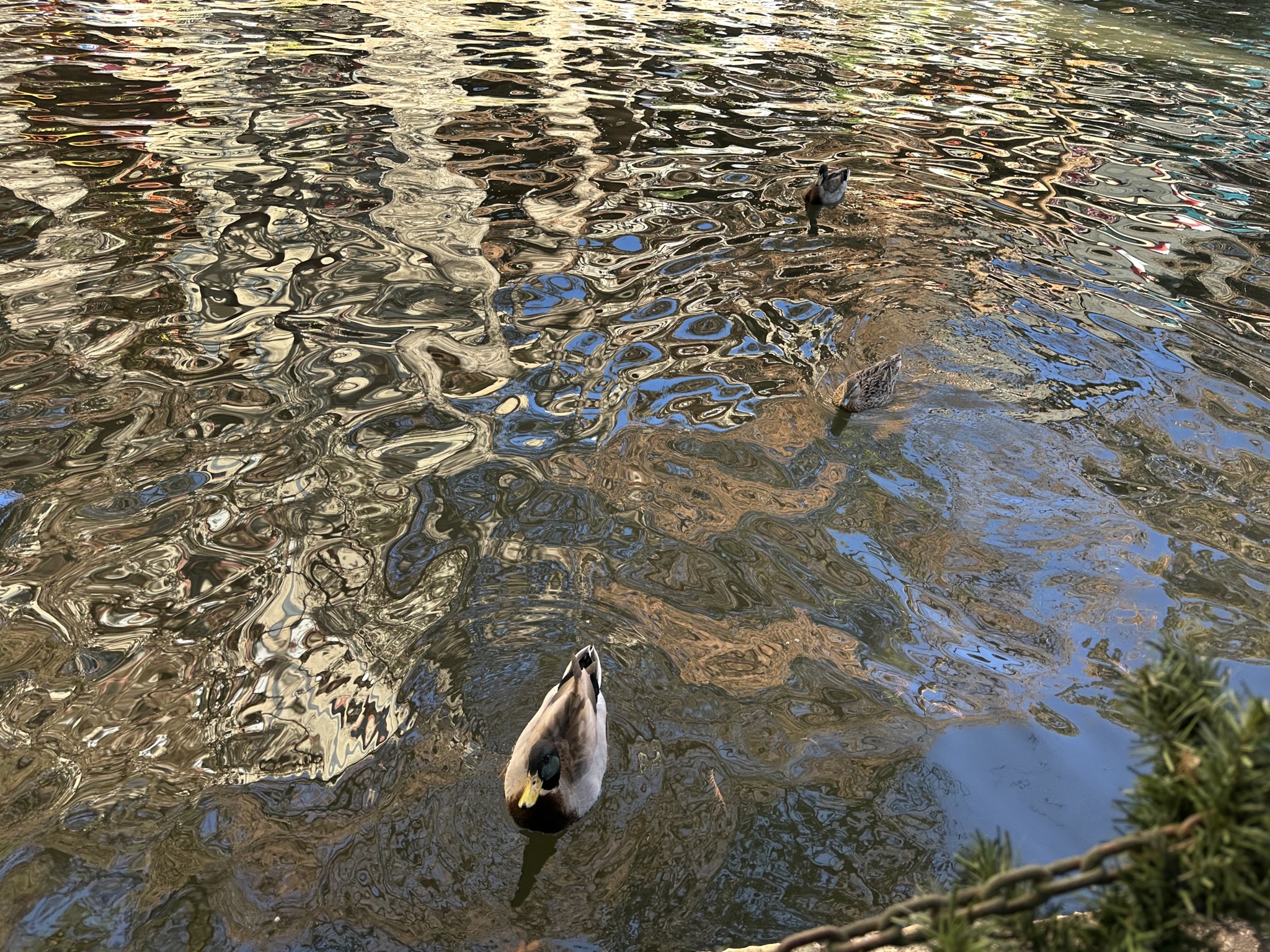 Duck