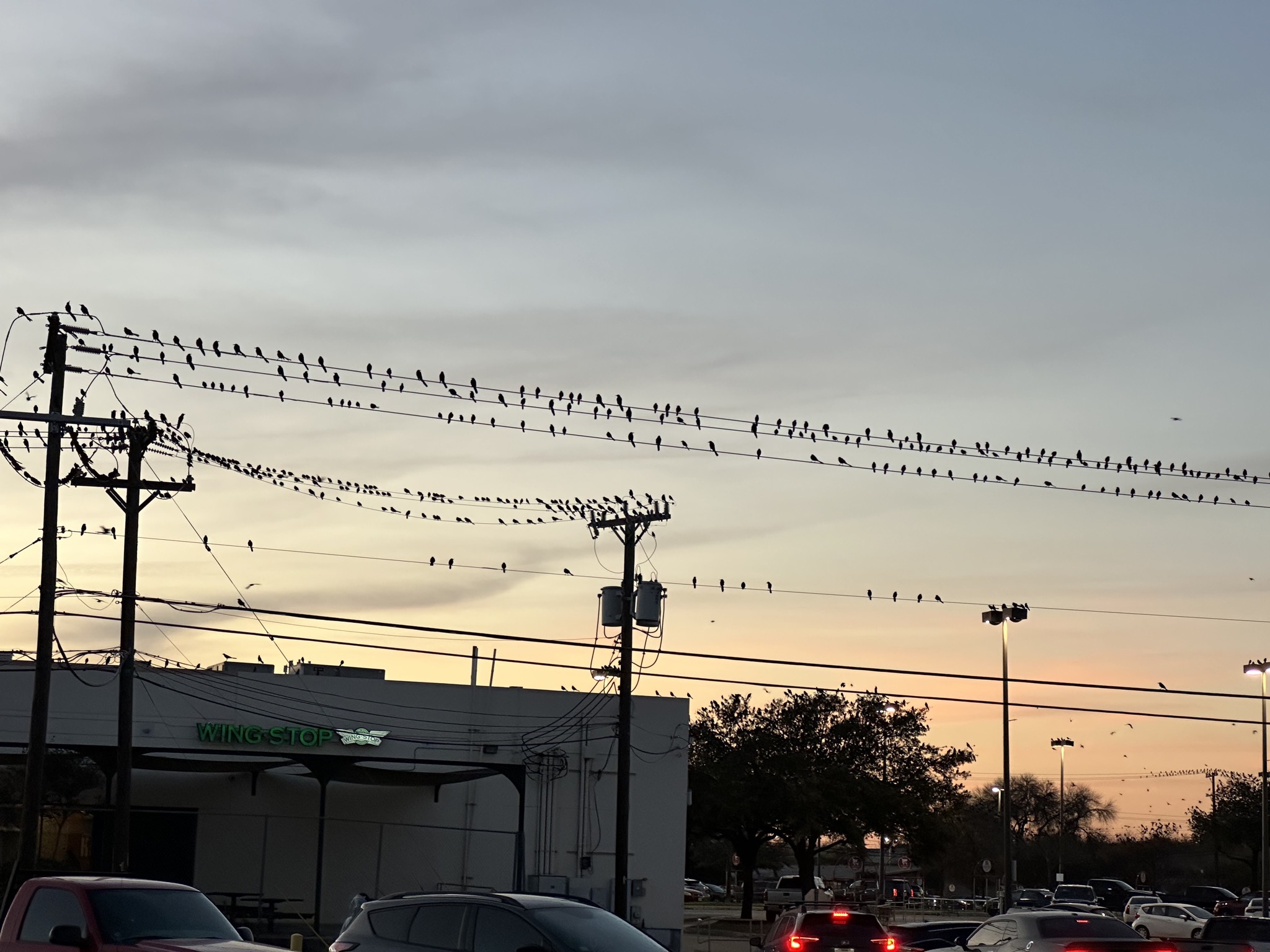 Grackles