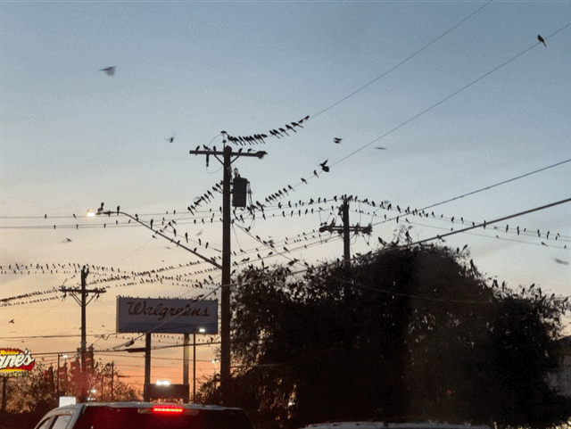 Grackles