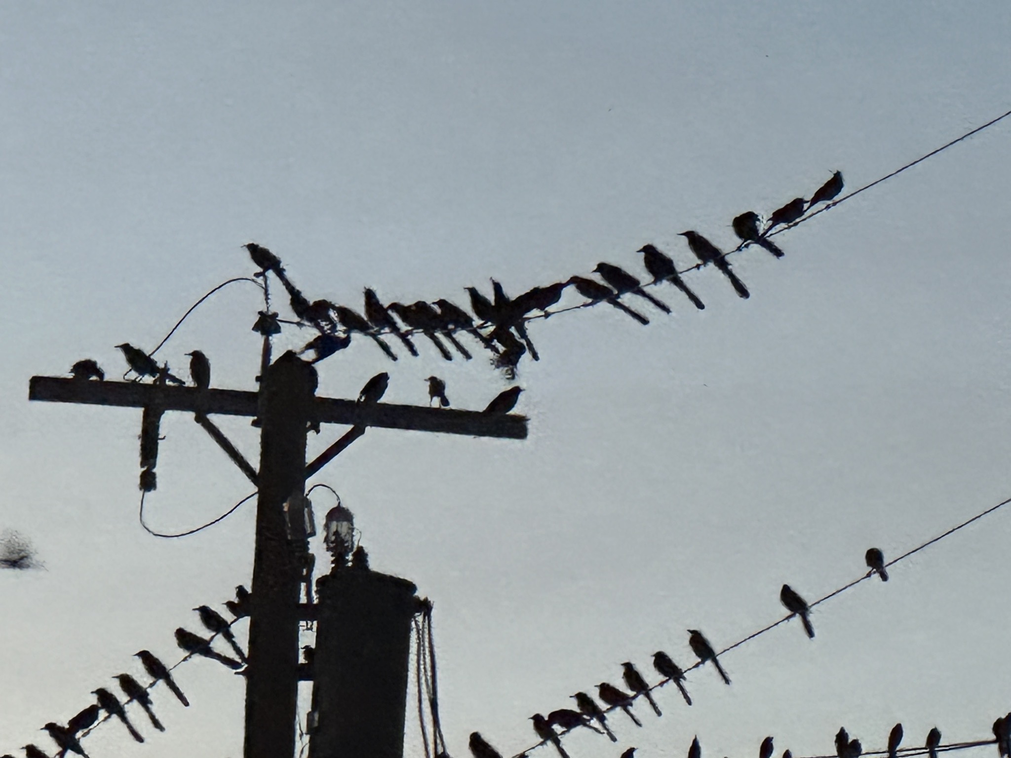 Grackles