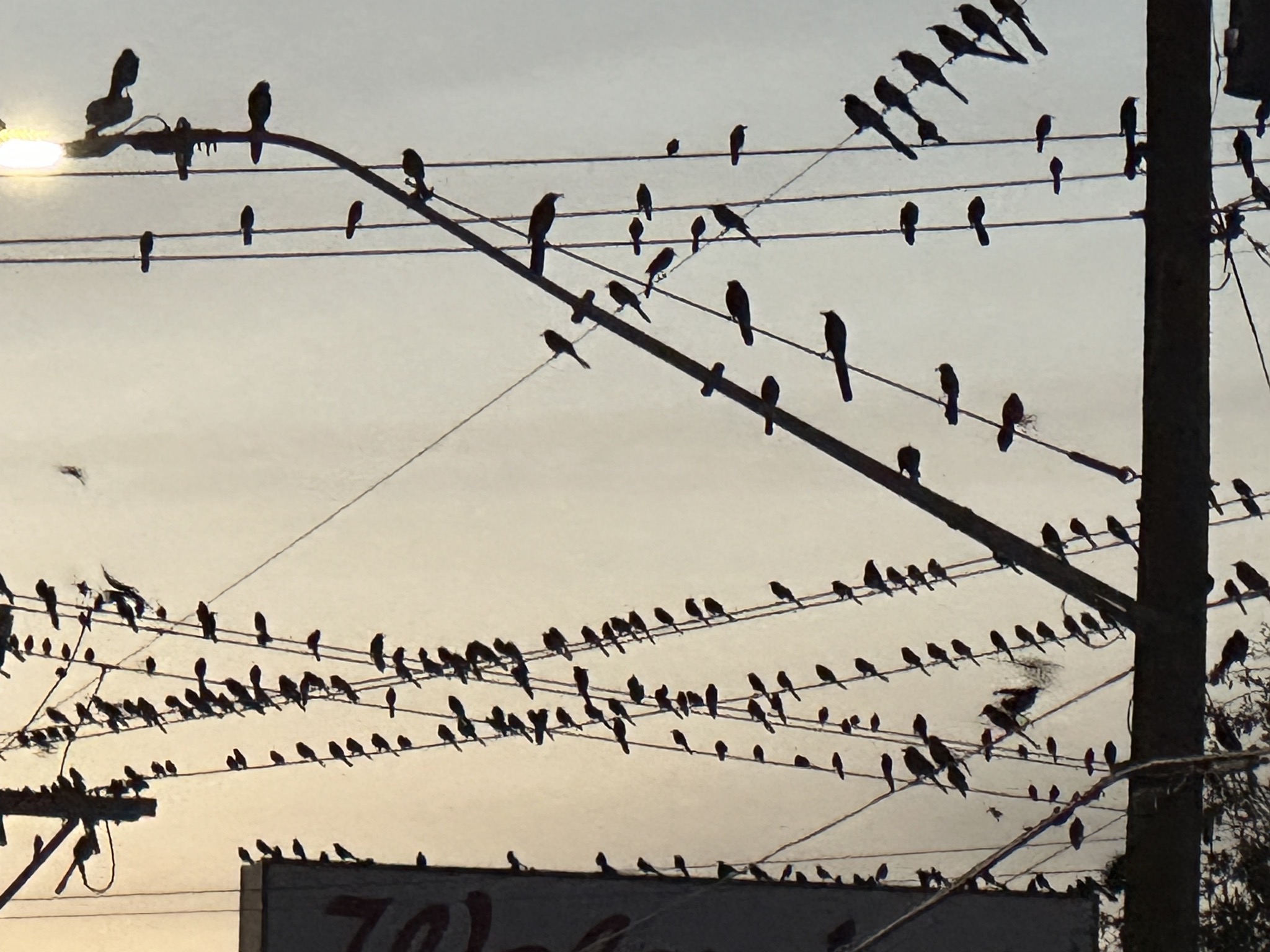 Grackles