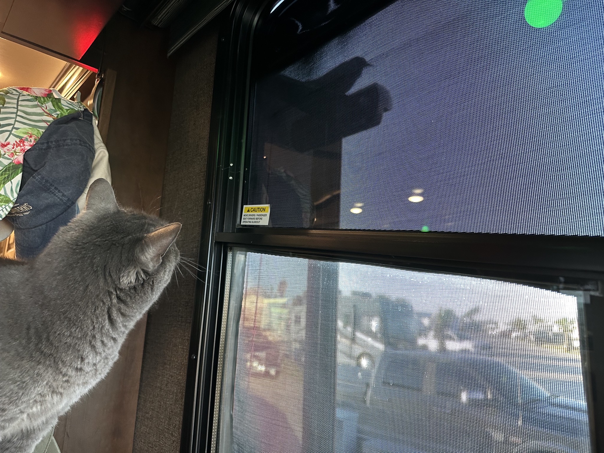 Paladin watching a grackle on our roof