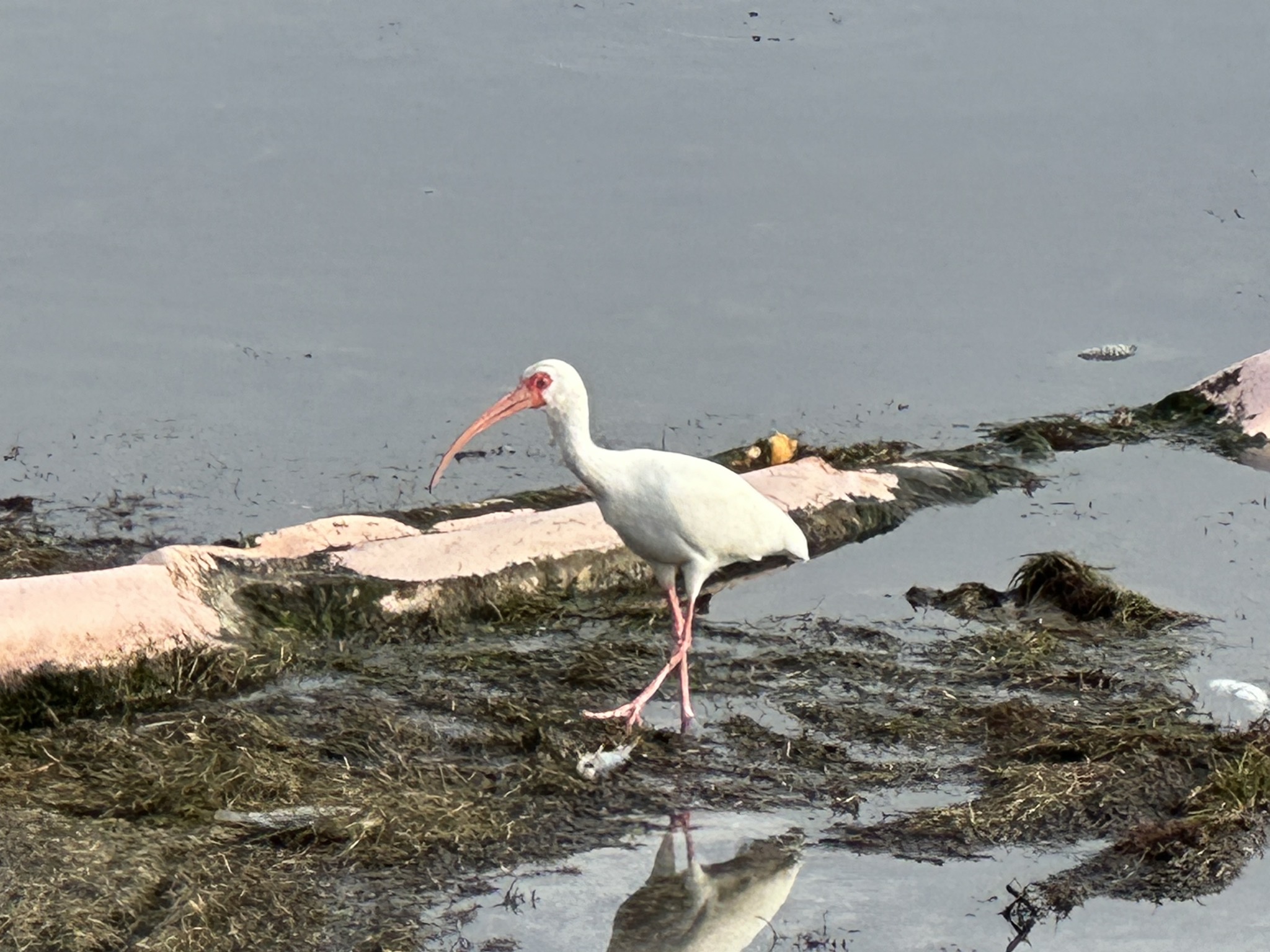 Shore bird of some kind