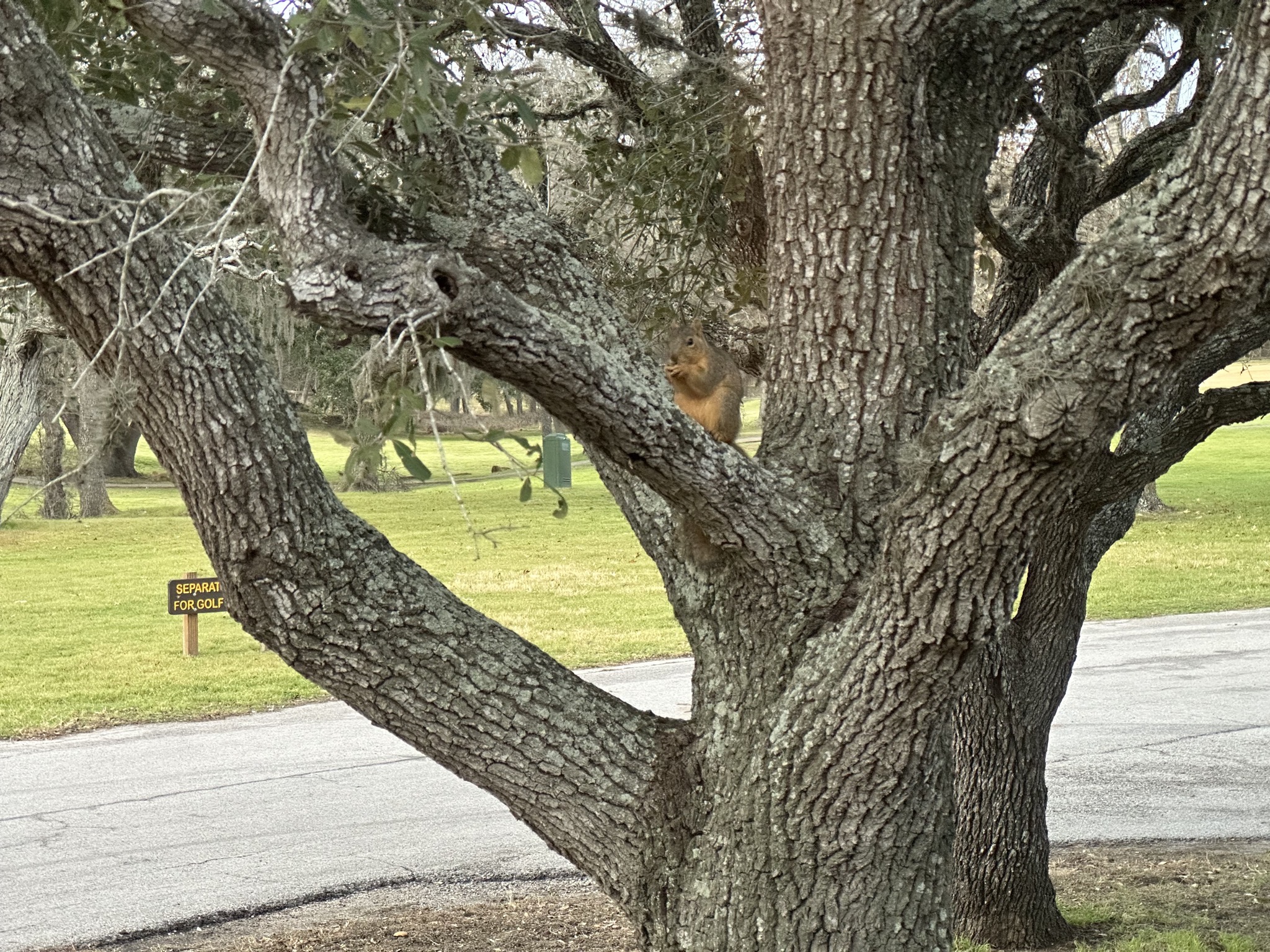 Squirrel