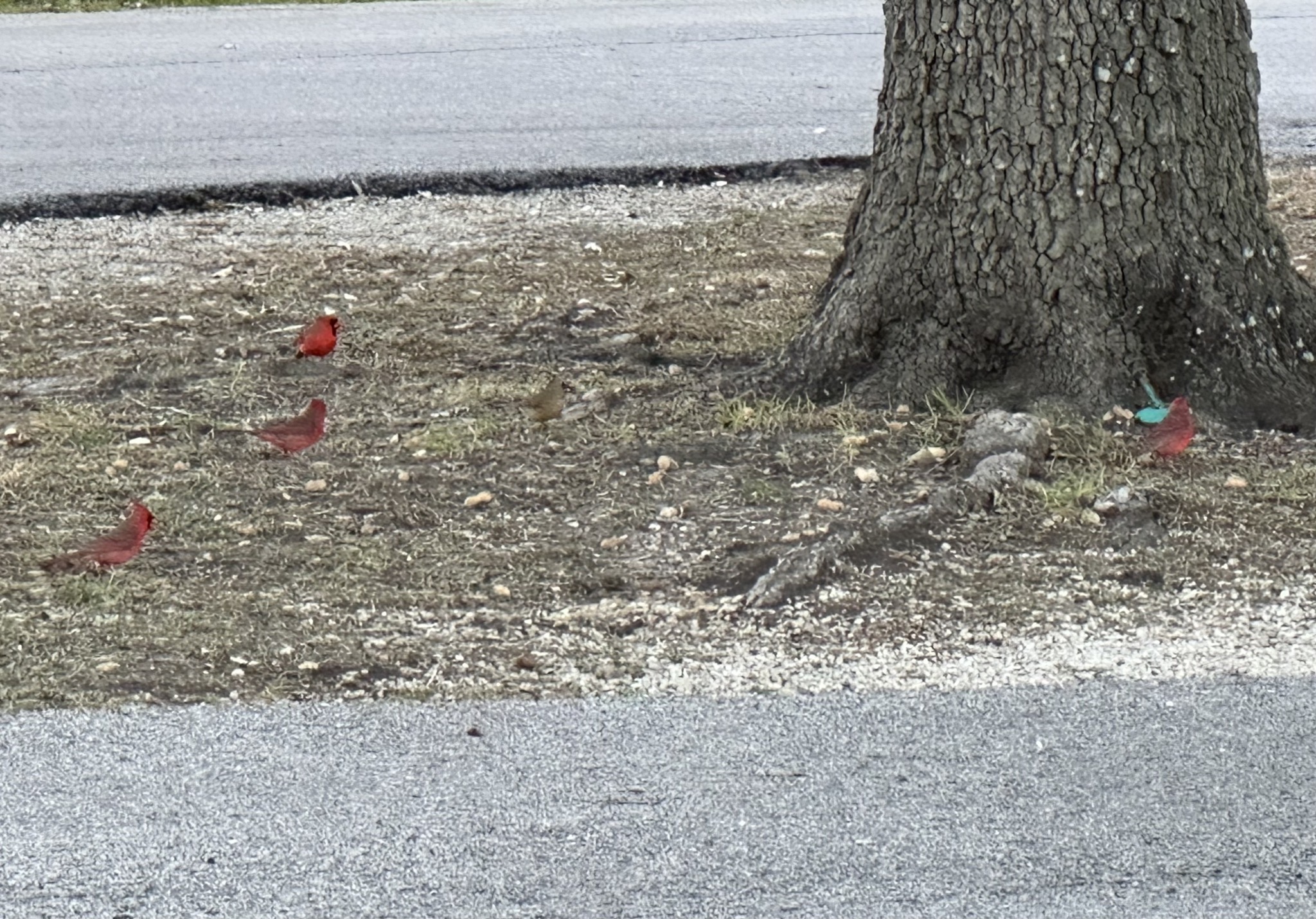 Cardinals