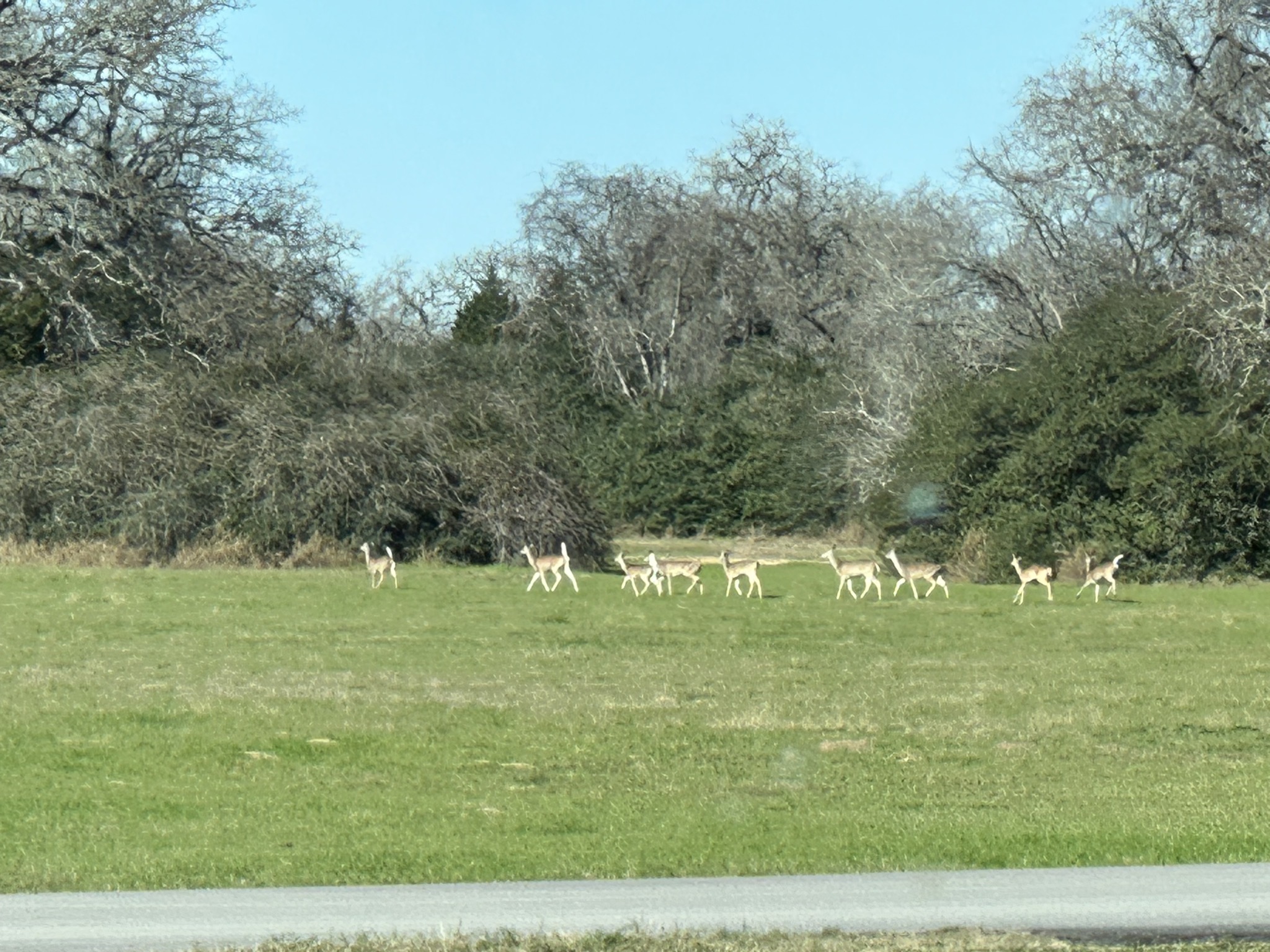 Deer