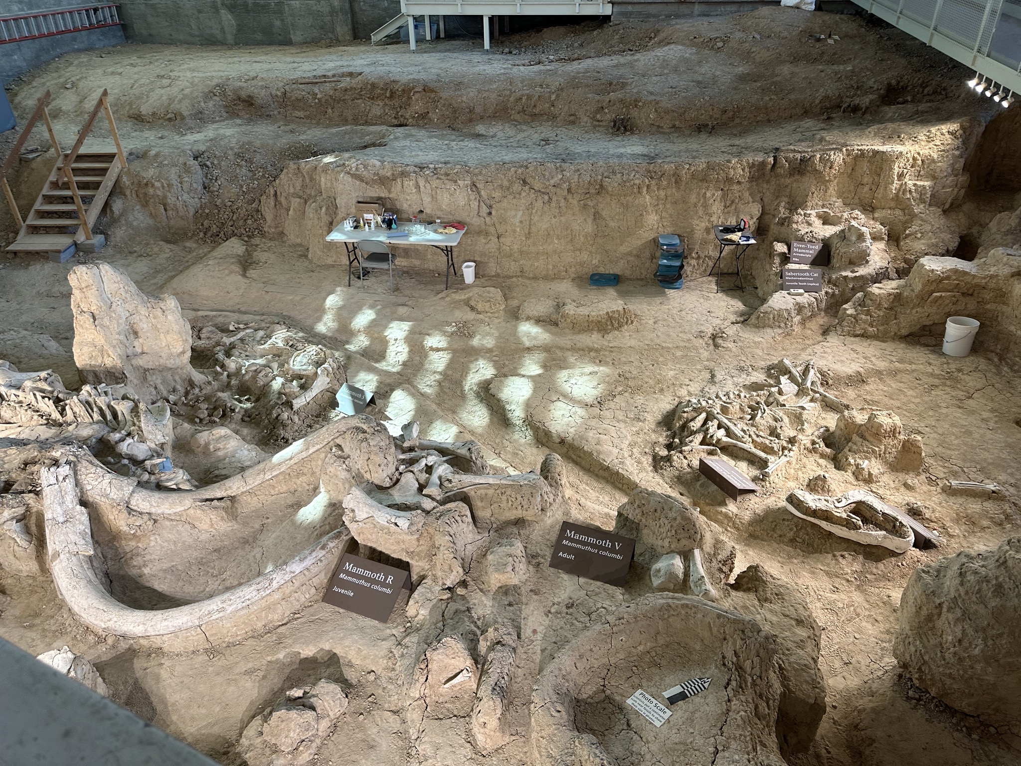 Fossils