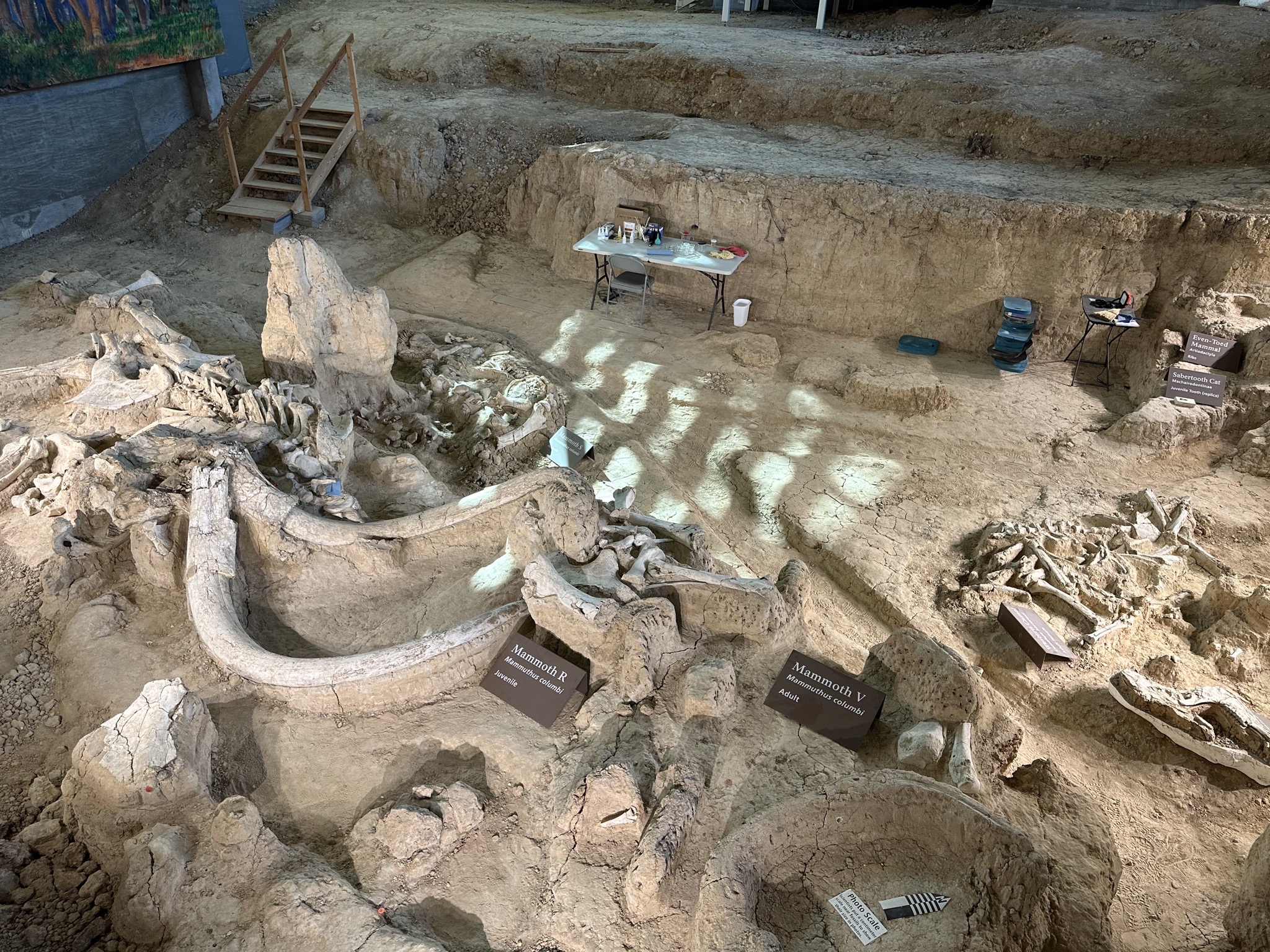 Fossils