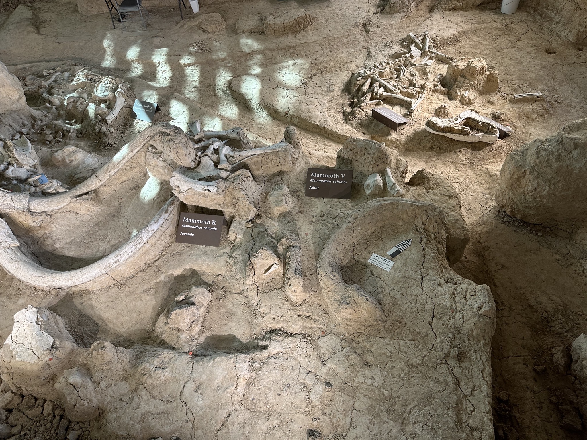 Fossils