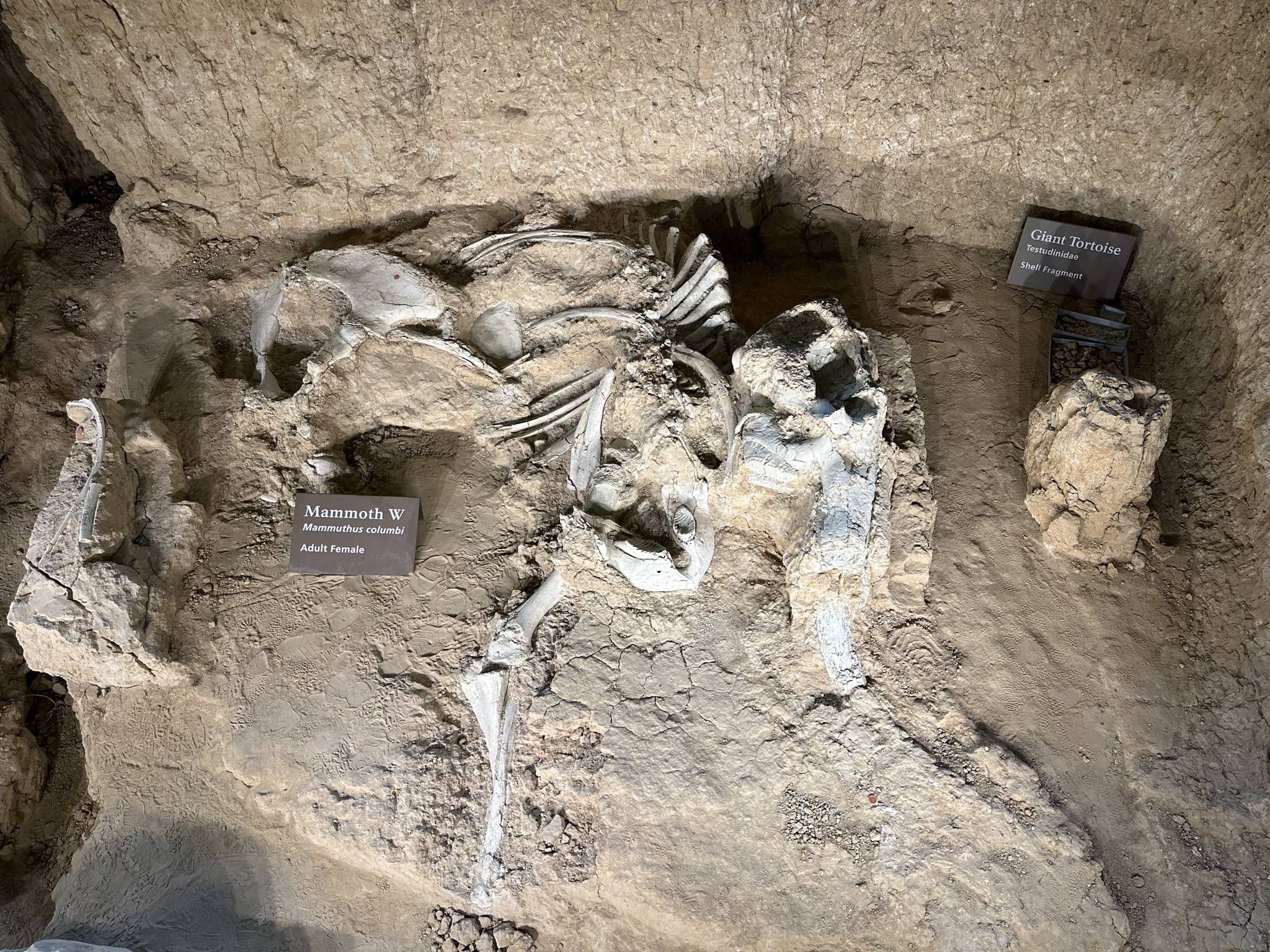 Fossils