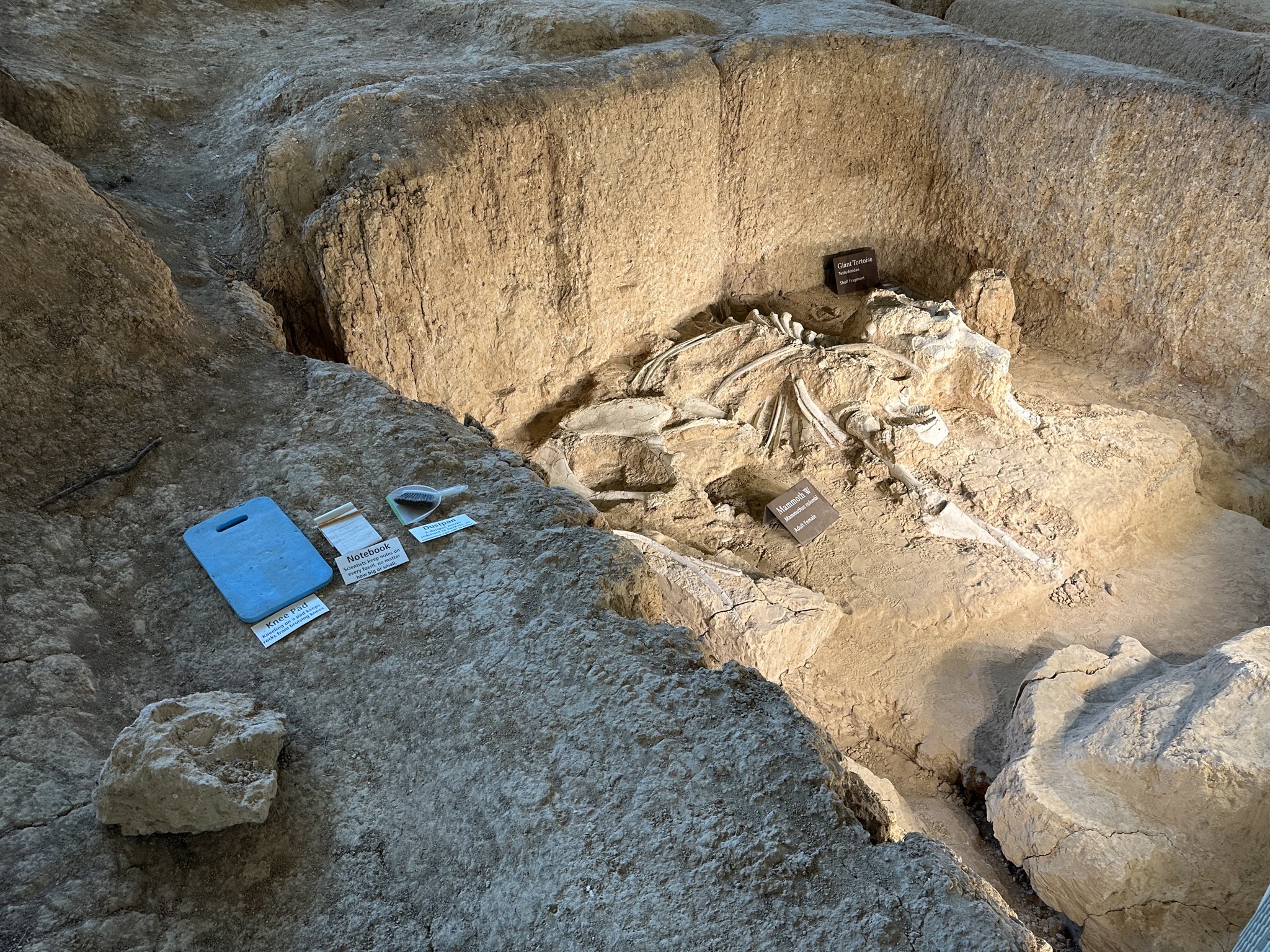 Fossils