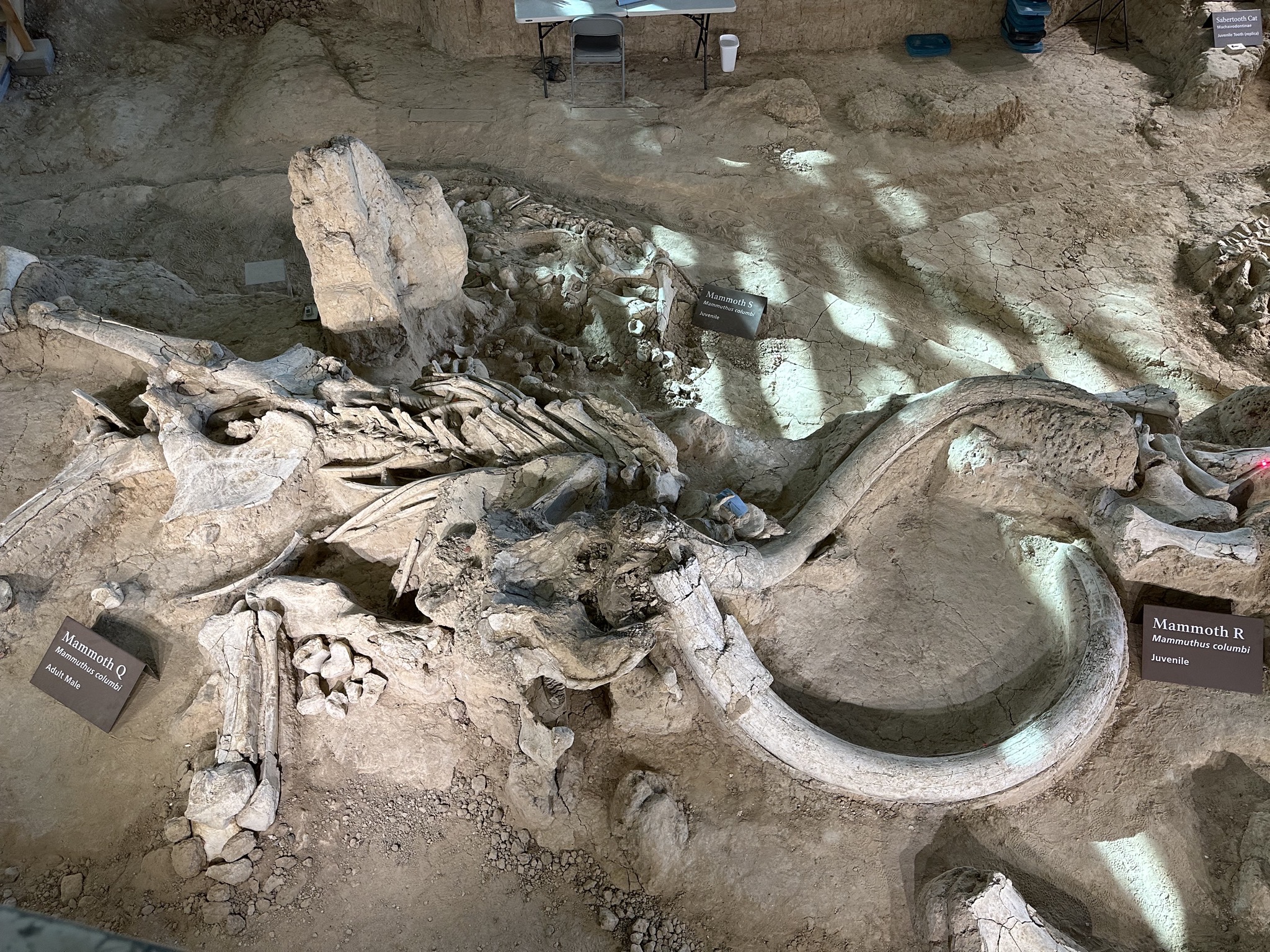 Fossils