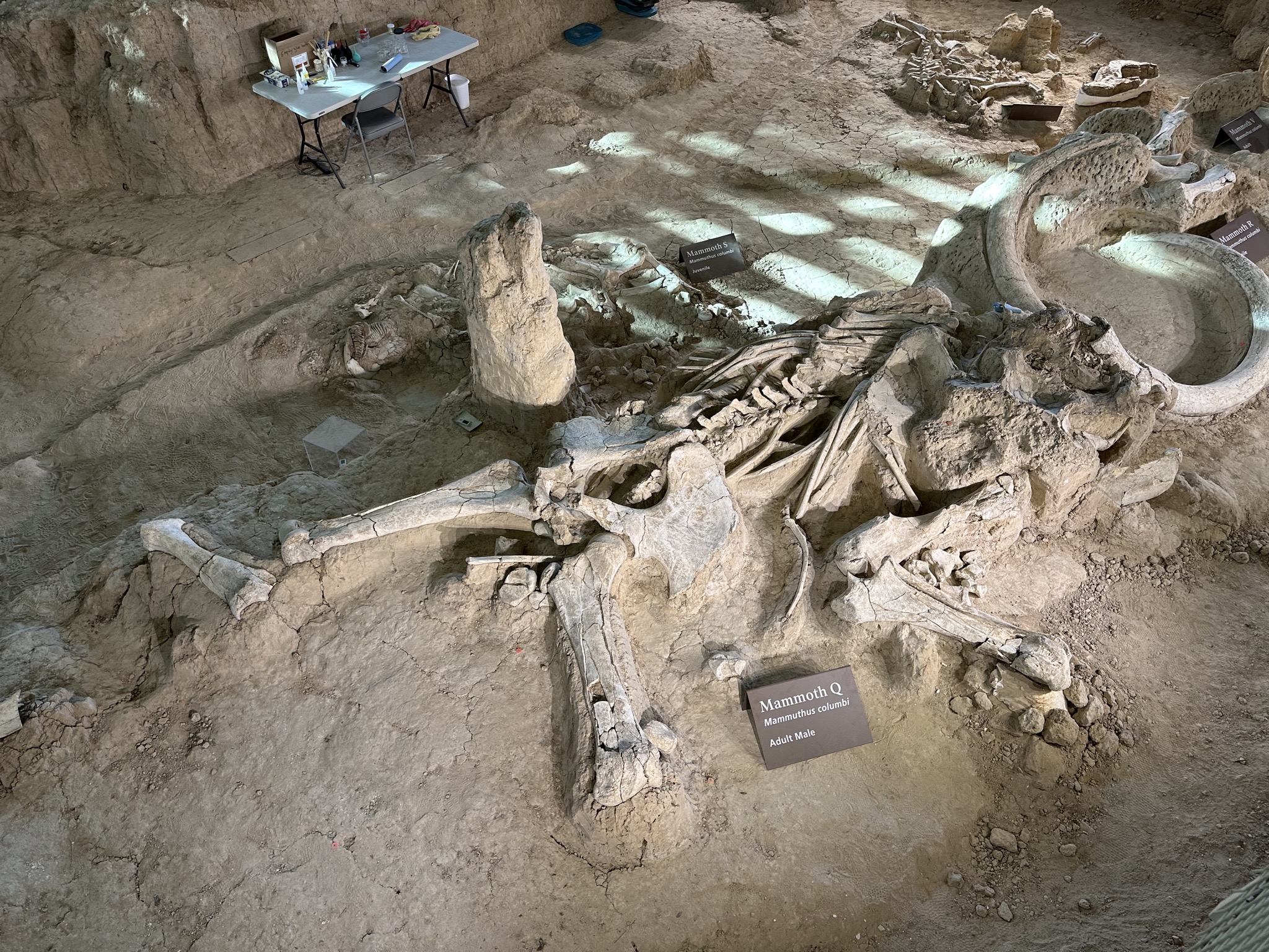 Fossils