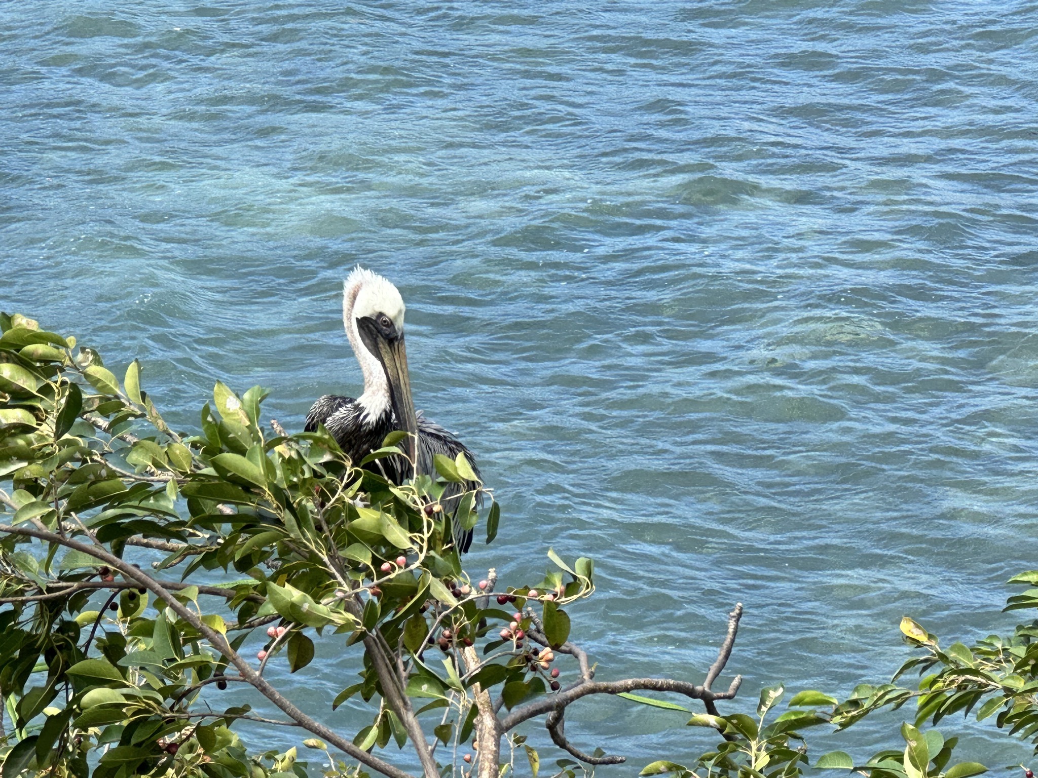 Pelican