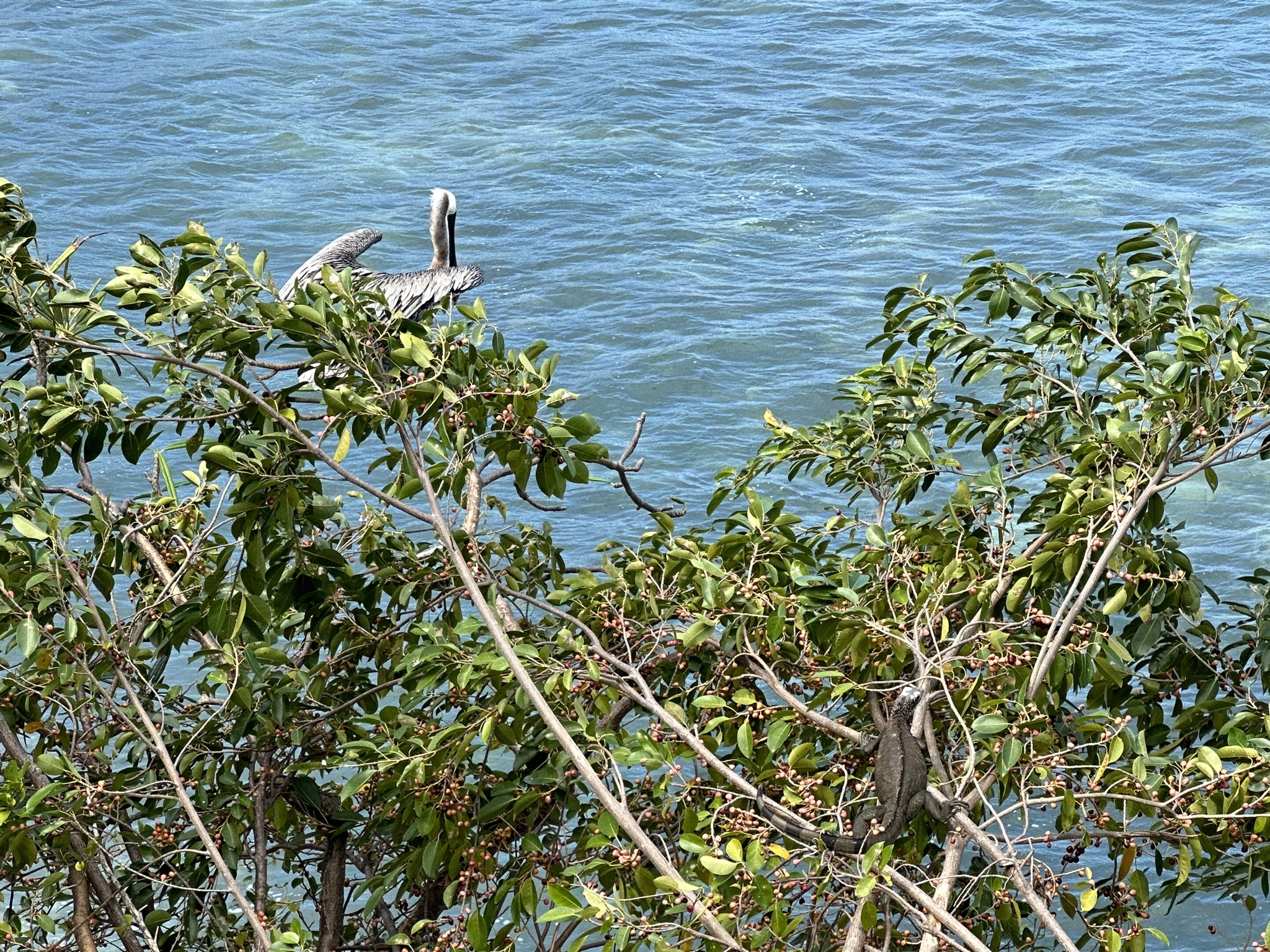 Pelican