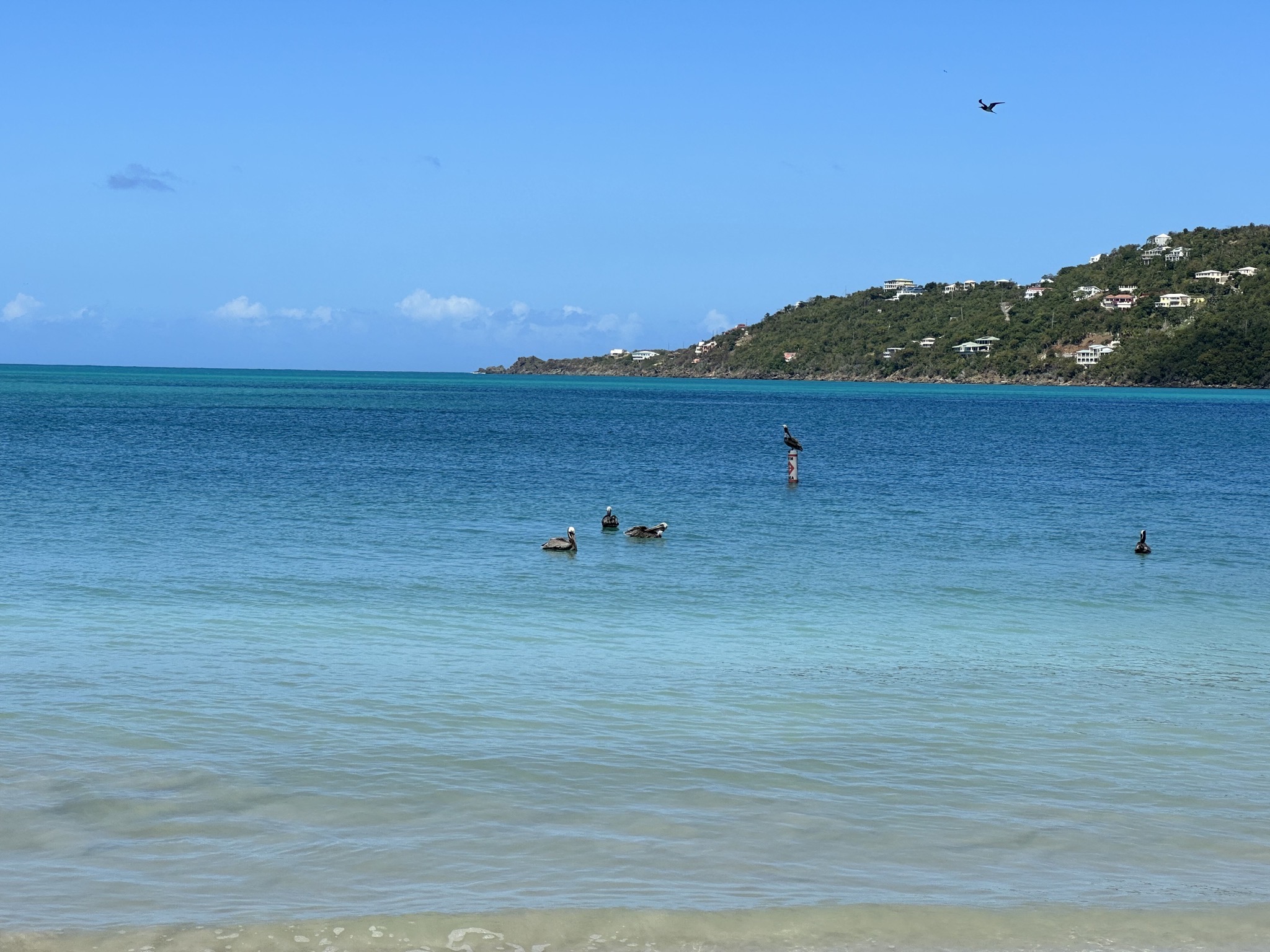 Pelicans
