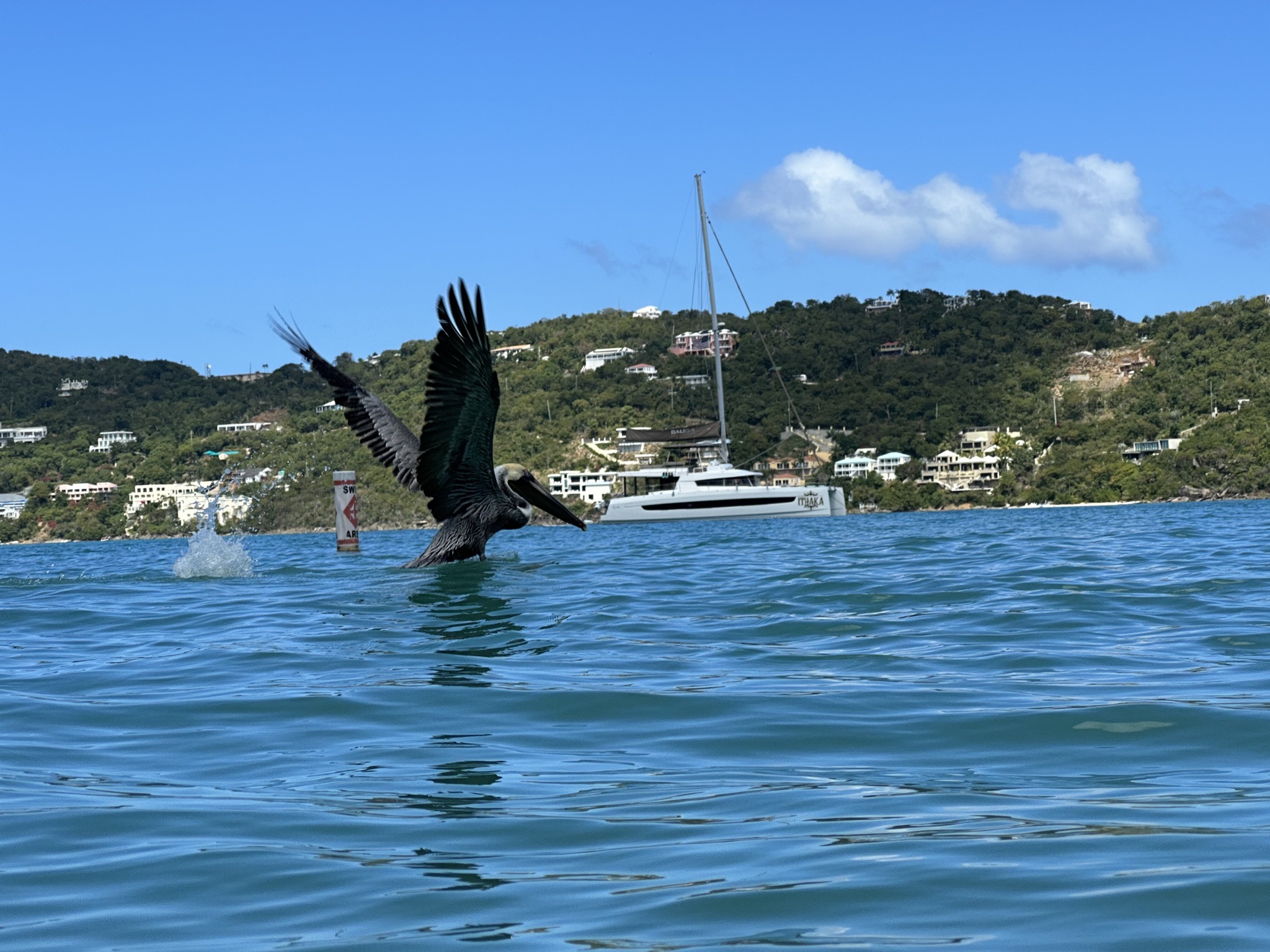 Pelican