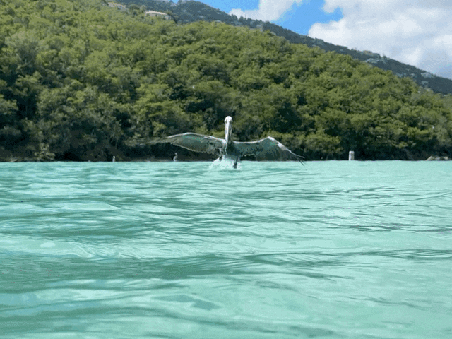 Pelican