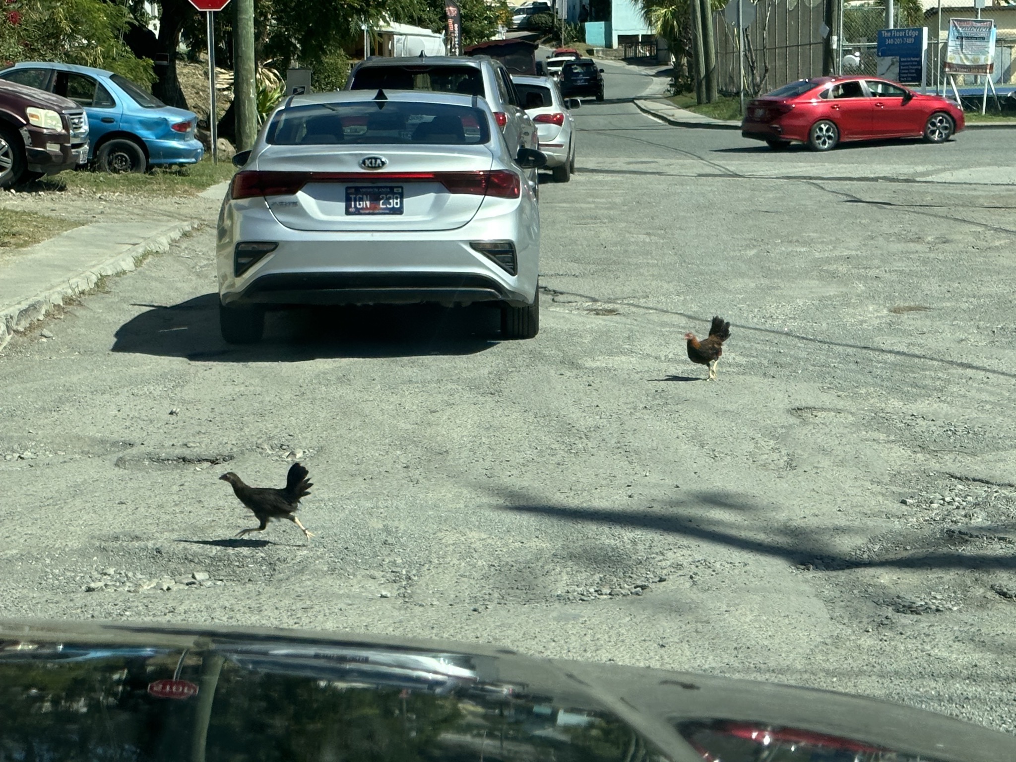 Chickens