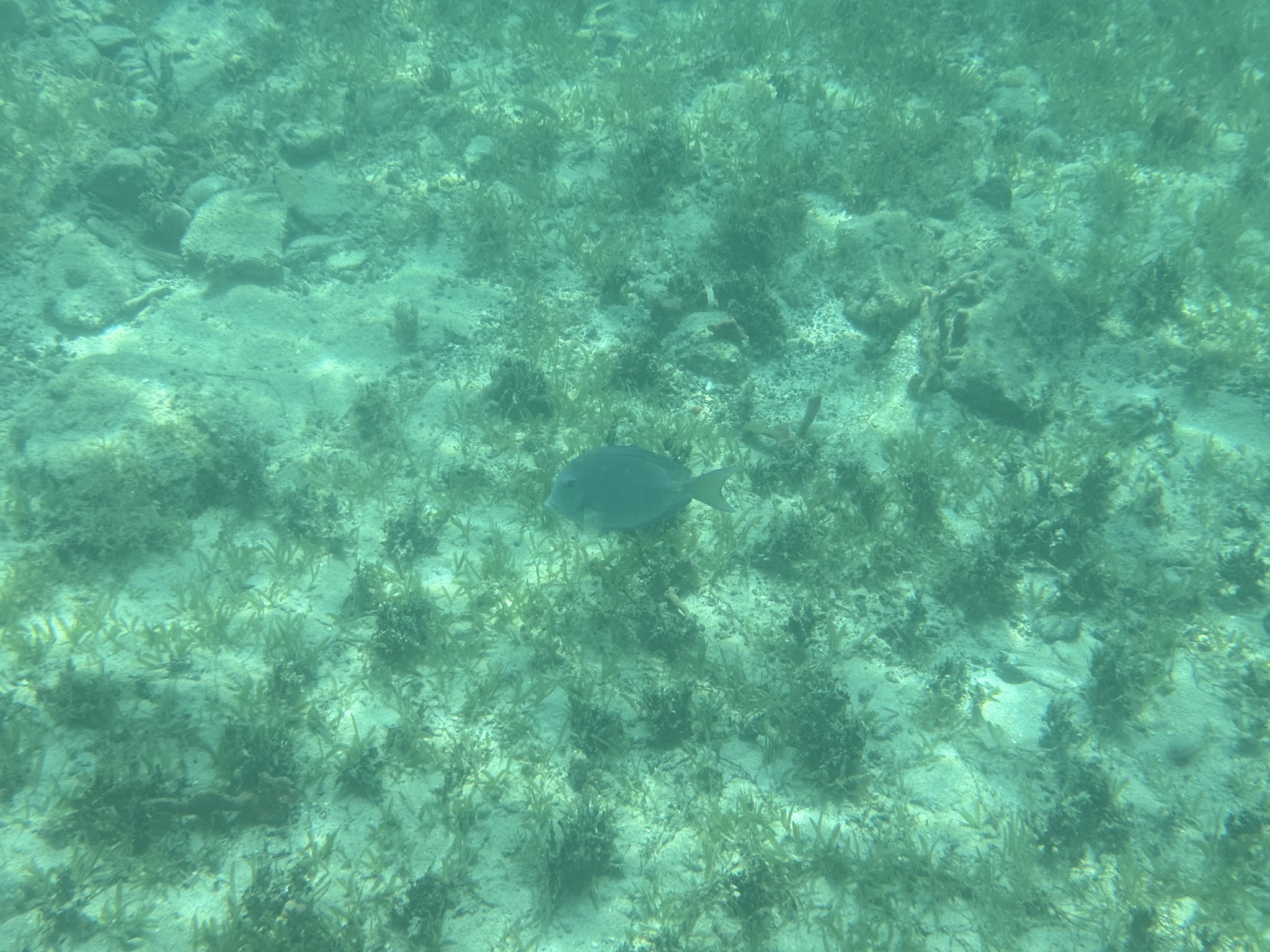 Fish